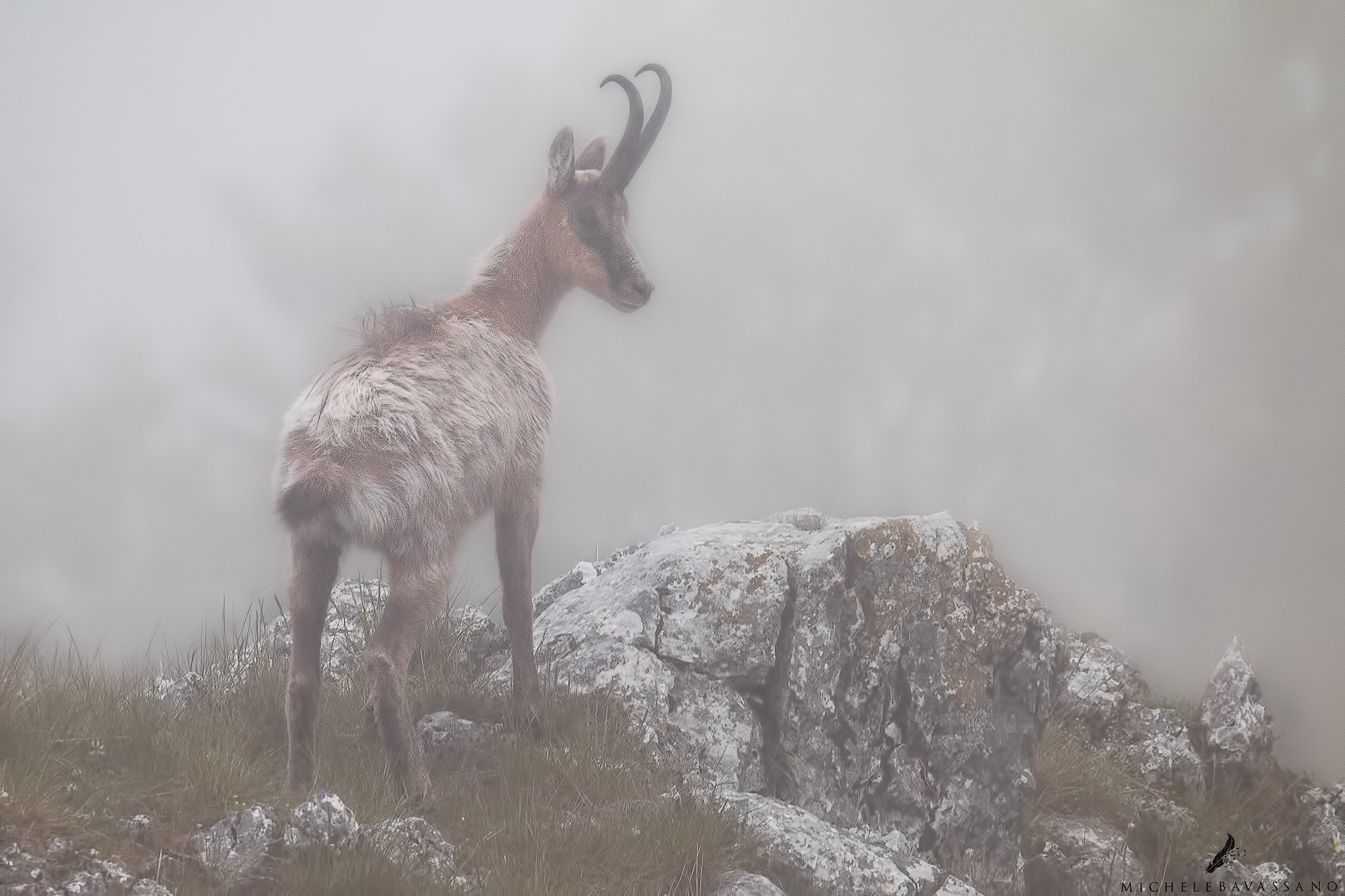 150-600mm F5-6.3 DG OS HSM | Sports 014 sample photo. The king in the fog photography