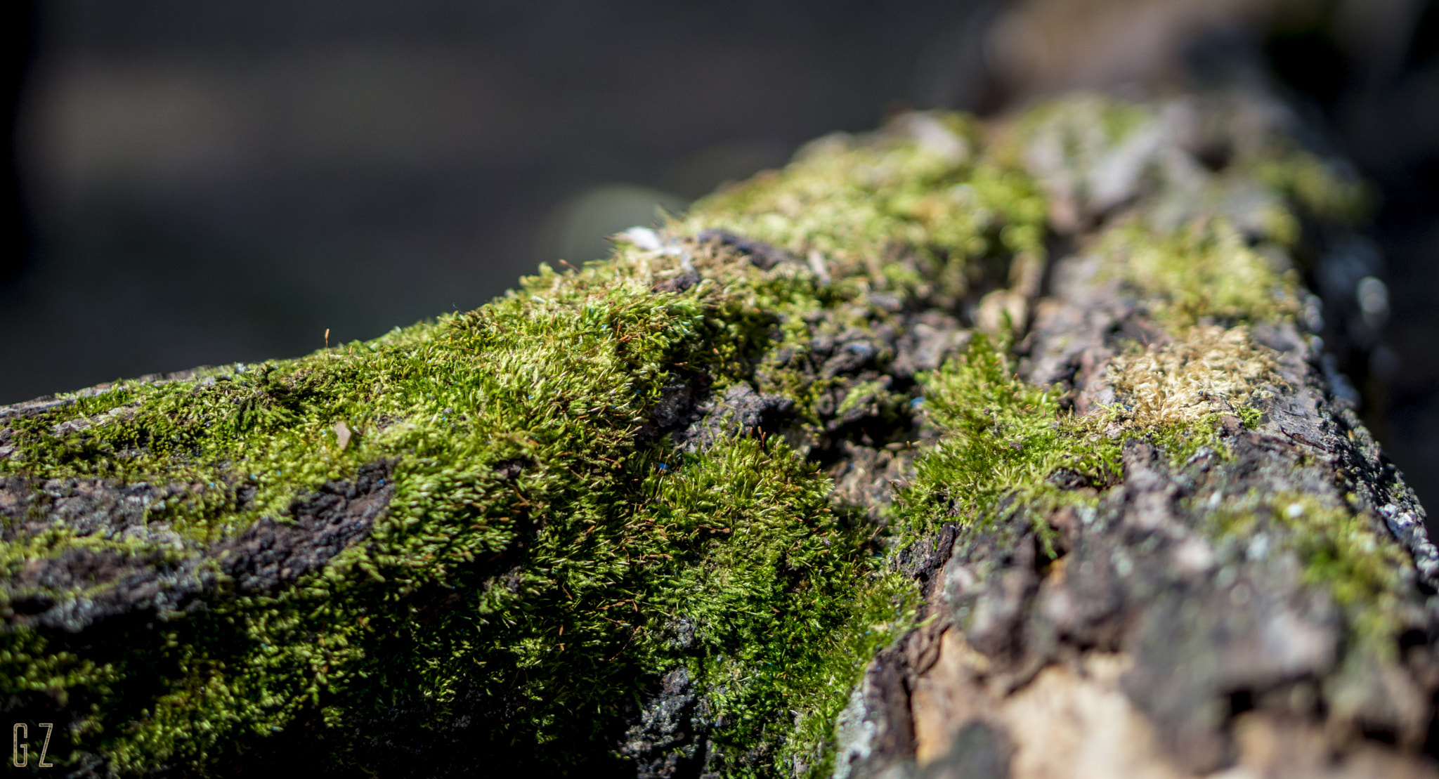 Sony Alpha a5000 (ILCE 5000) + E 50mm F1.8 OSS sample photo. Green coat photography
