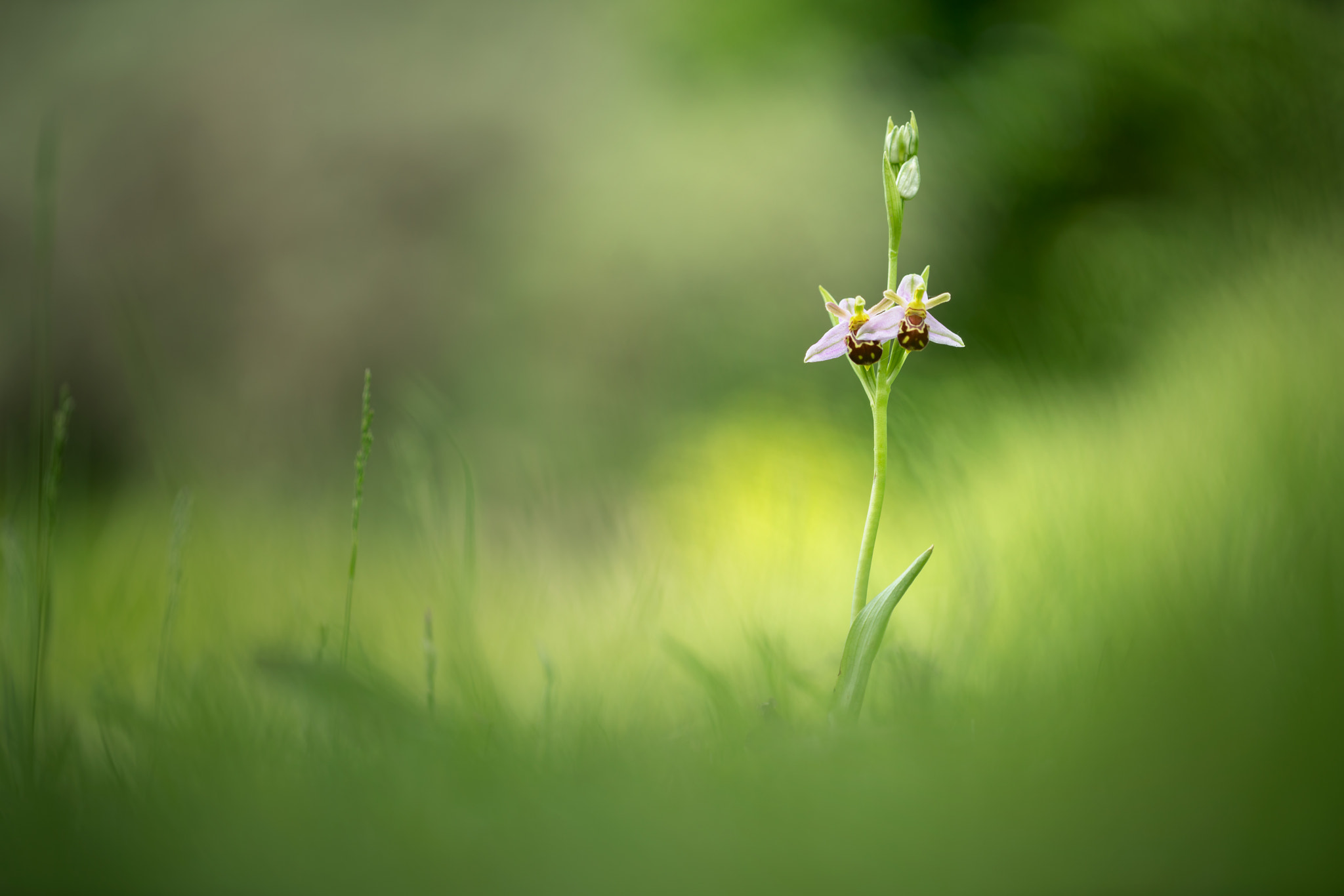 Sony a7R II + Canon EF 100mm F2.8L Macro IS USM sample photo. Bee orchid photography