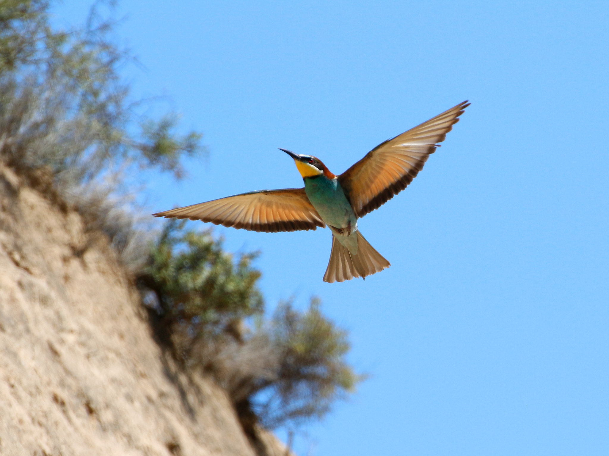 Canon EOS 100D (EOS Rebel SL1 / EOS Kiss X7) + Tamron SP 35mm F1.8 Di VC USD sample photo. Bee-eater photography