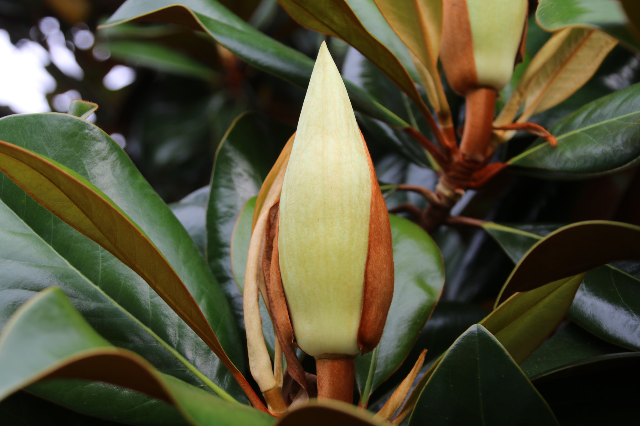Canon EOS 760D (EOS Rebel T6s / EOS 8000D) sample photo. Magnolia flower before the bloom. awesome colors. photography