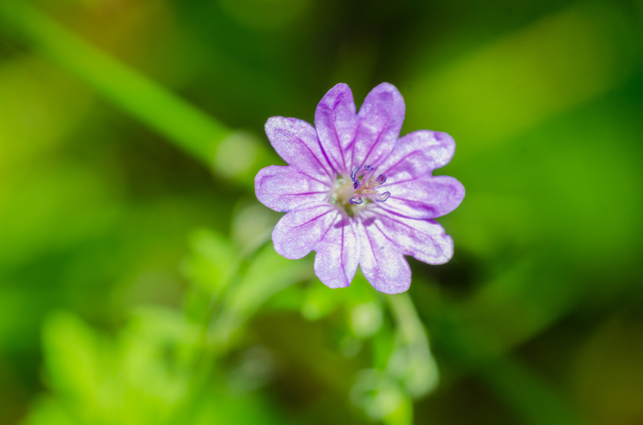 Tamron SP AF 90mm F2.8 Di Macro sample photo. _dsc4004.jpg photography