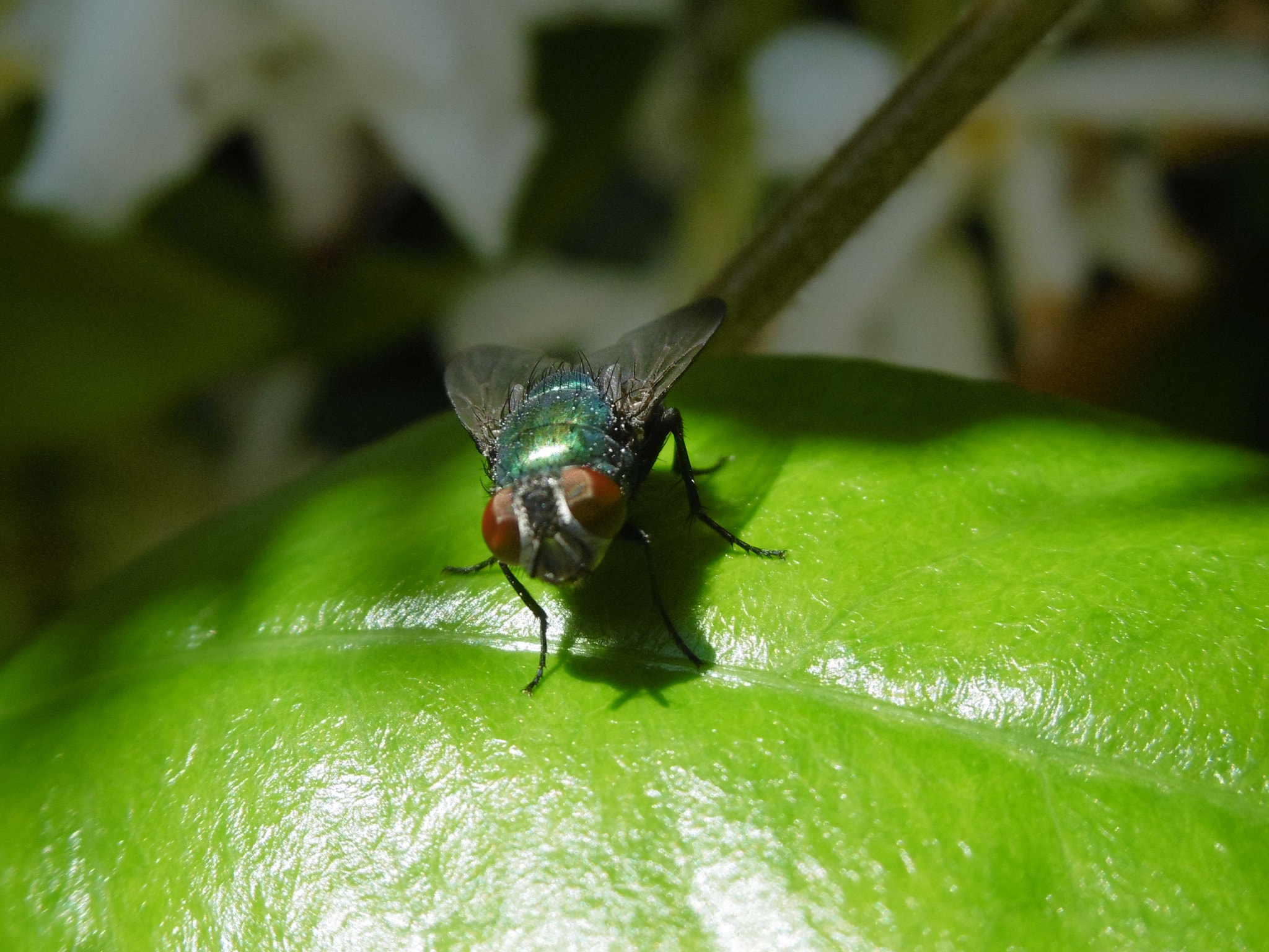 Panasonic DMC-SZ8 sample photo. Annoying fly photography