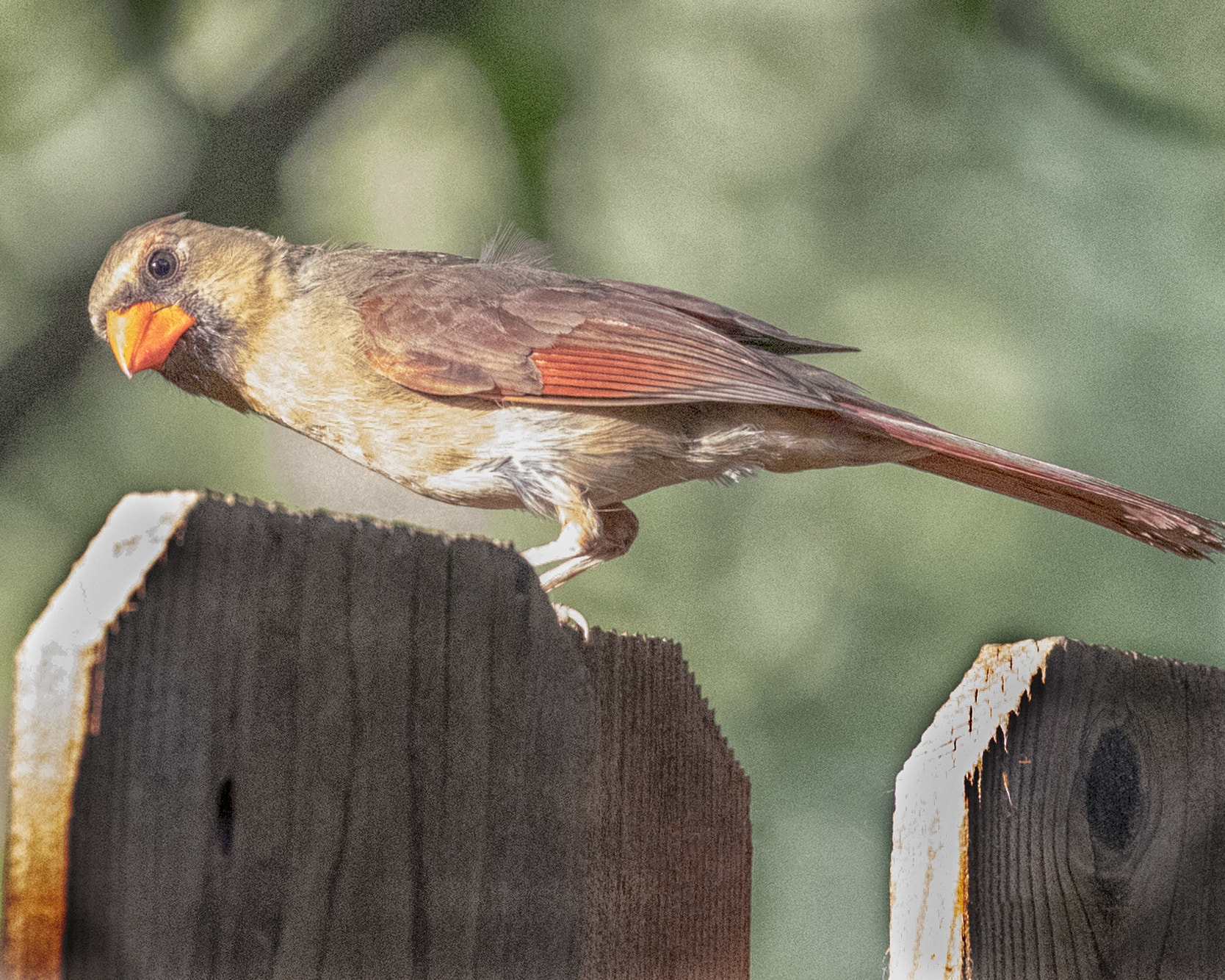 Canon EF 100-400mm F4.5-5.6L IS II USM sample photo. Cardinal photography