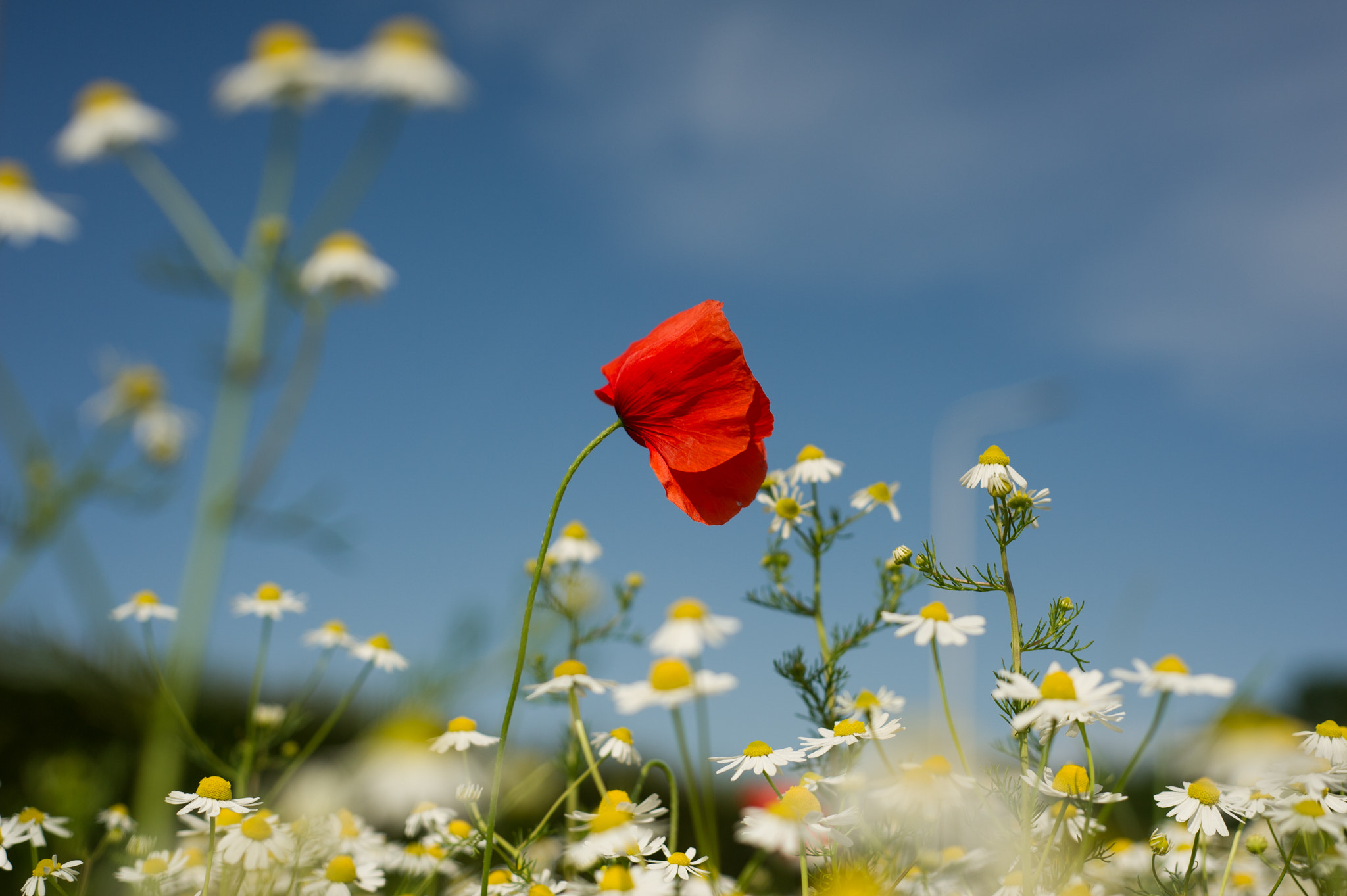 Nikon D3S + AF Nikkor 50mm f/1.8 sample photo. Poppy. daisy. flowers. summer. photography