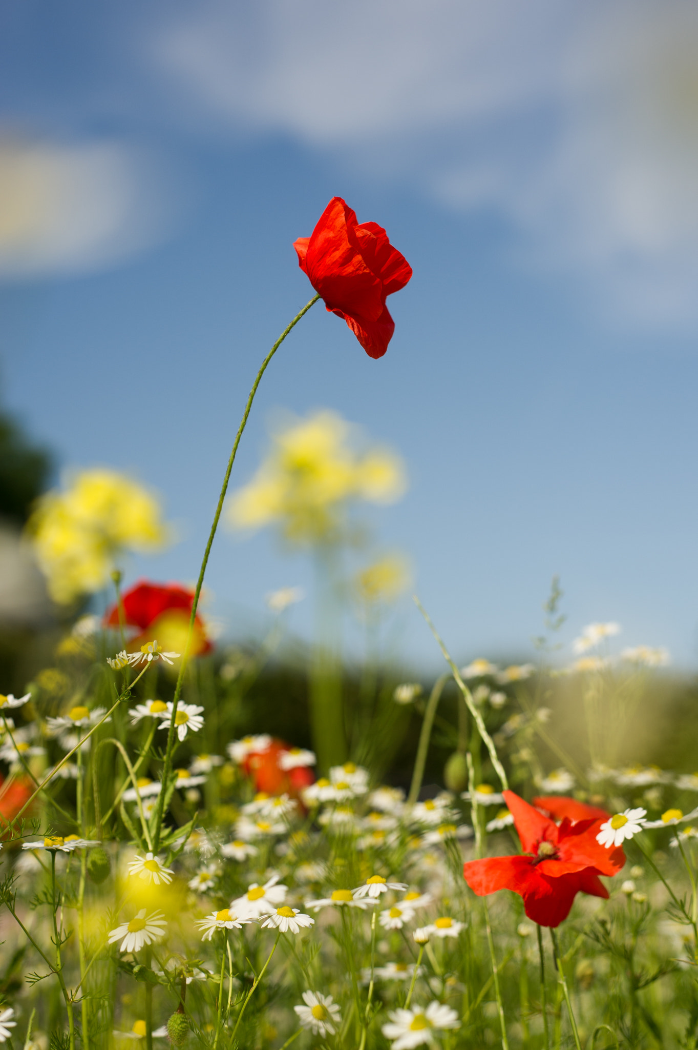Nikon D3S + AF Nikkor 50mm f/1.8 sample photo. Poppy. daisy. flowers. summer. photography