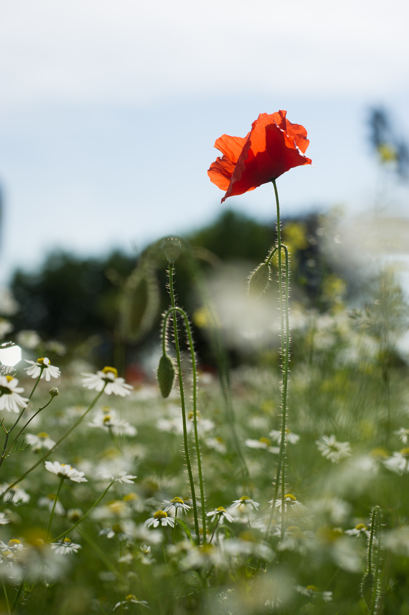 Nikon D3S + AF Nikkor 50mm f/1.8 sample photo. Poppy. daisy. flowers. summer. photography