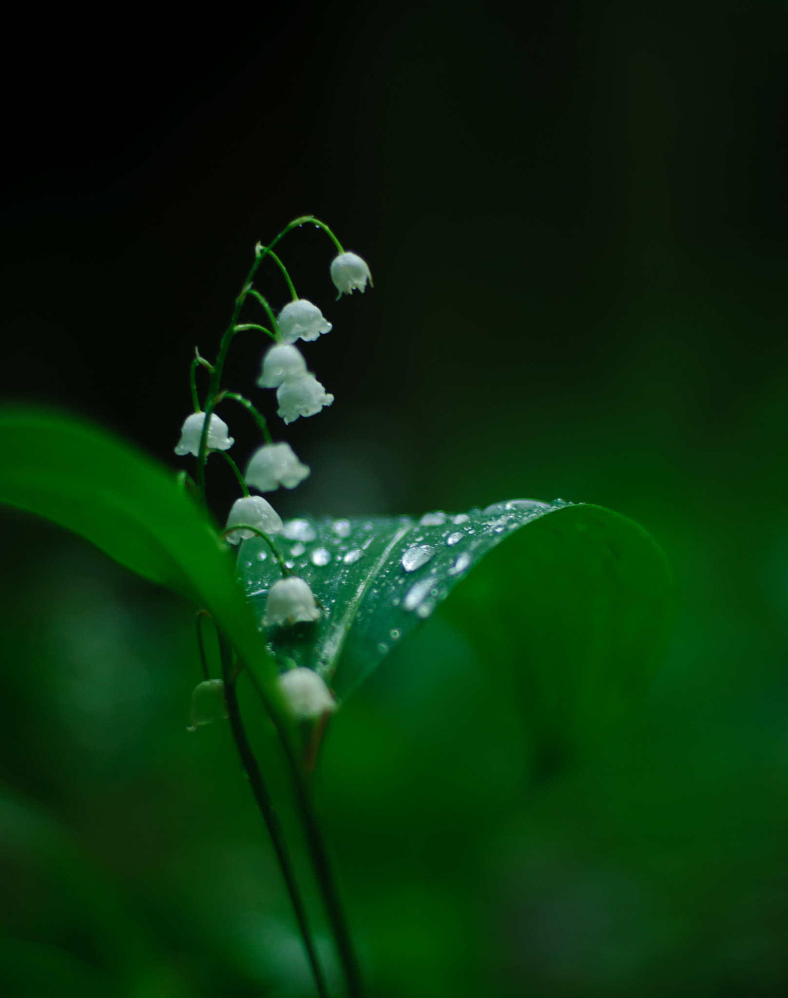 Nikon D200 + Nikon AF Nikkor 50mm F1.4D sample photo. Ландыш лесной photography