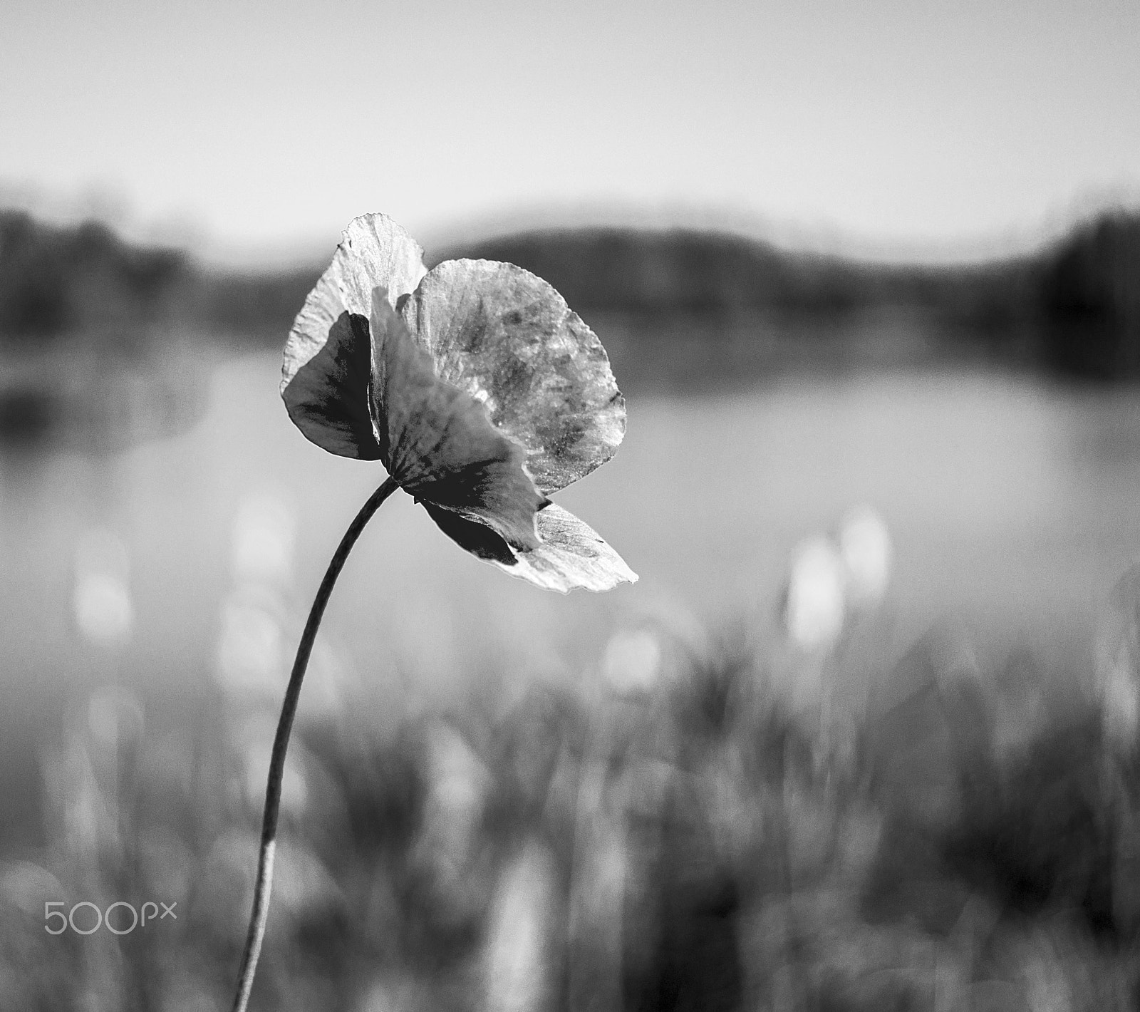 Sony DT 30mm F2.8 Macro SAM sample photo. Poppy... photography