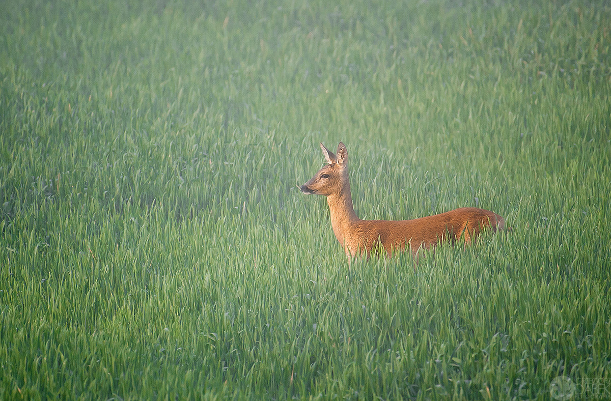 Nikon AF-S Nikkor 200-500mm F5.6E ED VR sample photo. Roe photography
