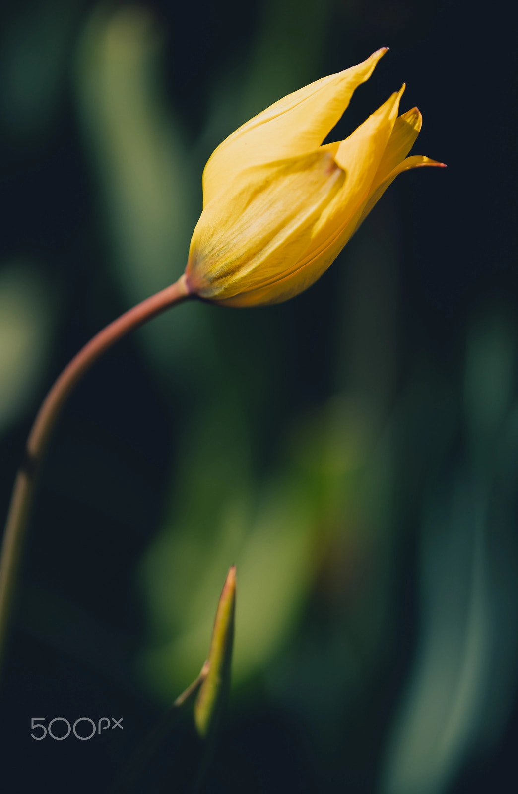 Sony a7R II + Tamron SP AF 180mm F3.5 Di LD (IF) Macro sample photo. Summer mood! photography