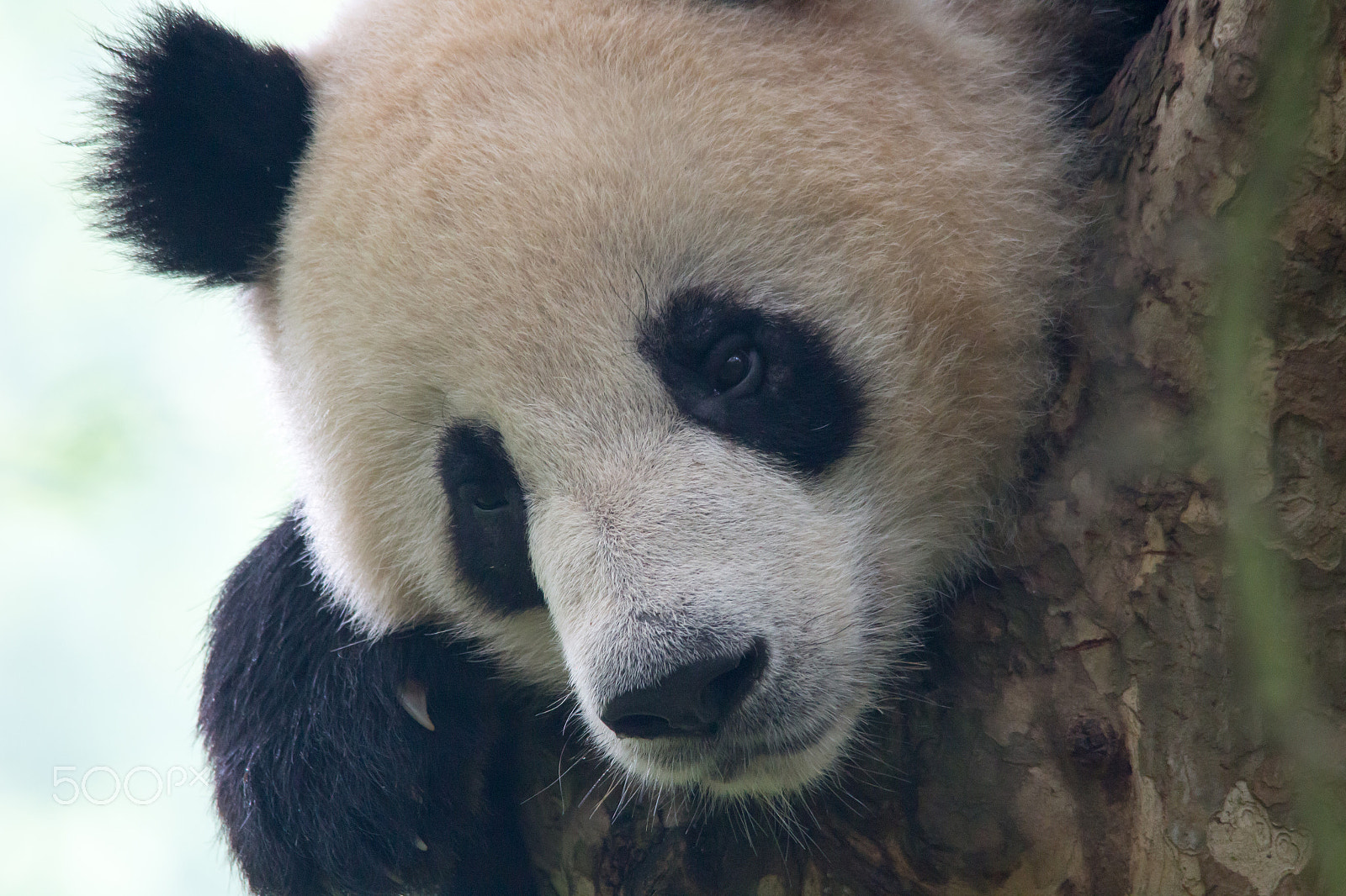 Sigma 150-500mm F5-6.3 DG OS HSM sample photo. Panda i - chengdu photography