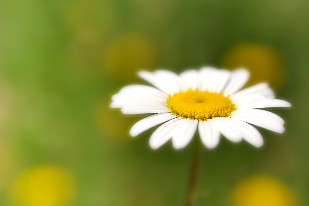 Canon EOS 50D + Canon EF 50mm F2.5 Macro sample photo. Yellow dots photography