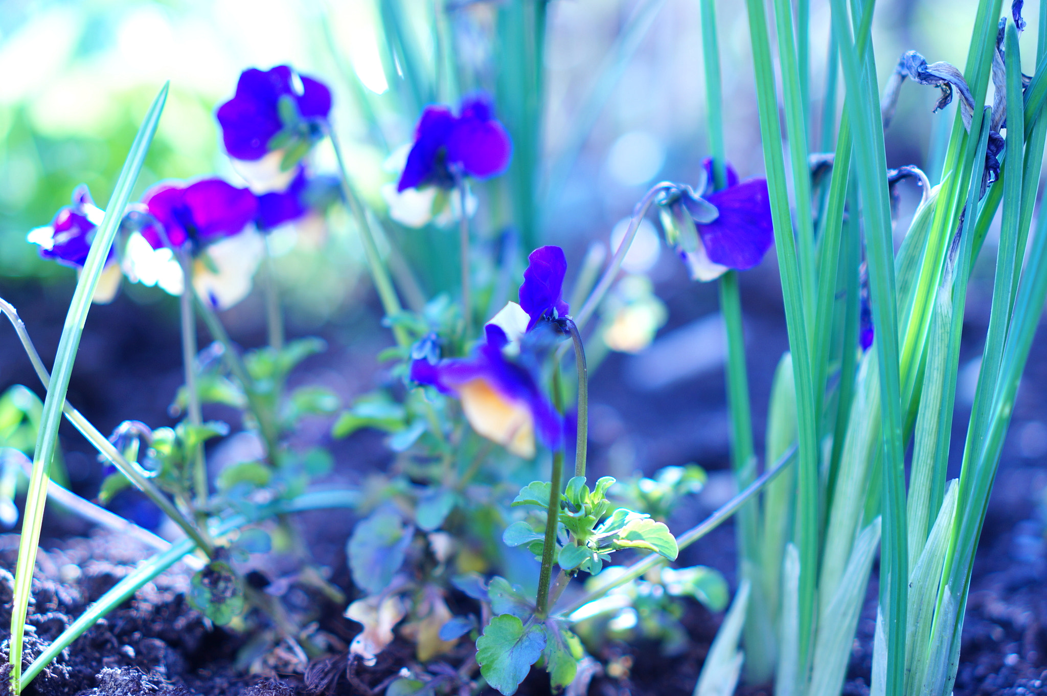 Sony Alpha NEX-5R + Sony E 35mm F1.8 OSS sample photo. My spring garden i photography