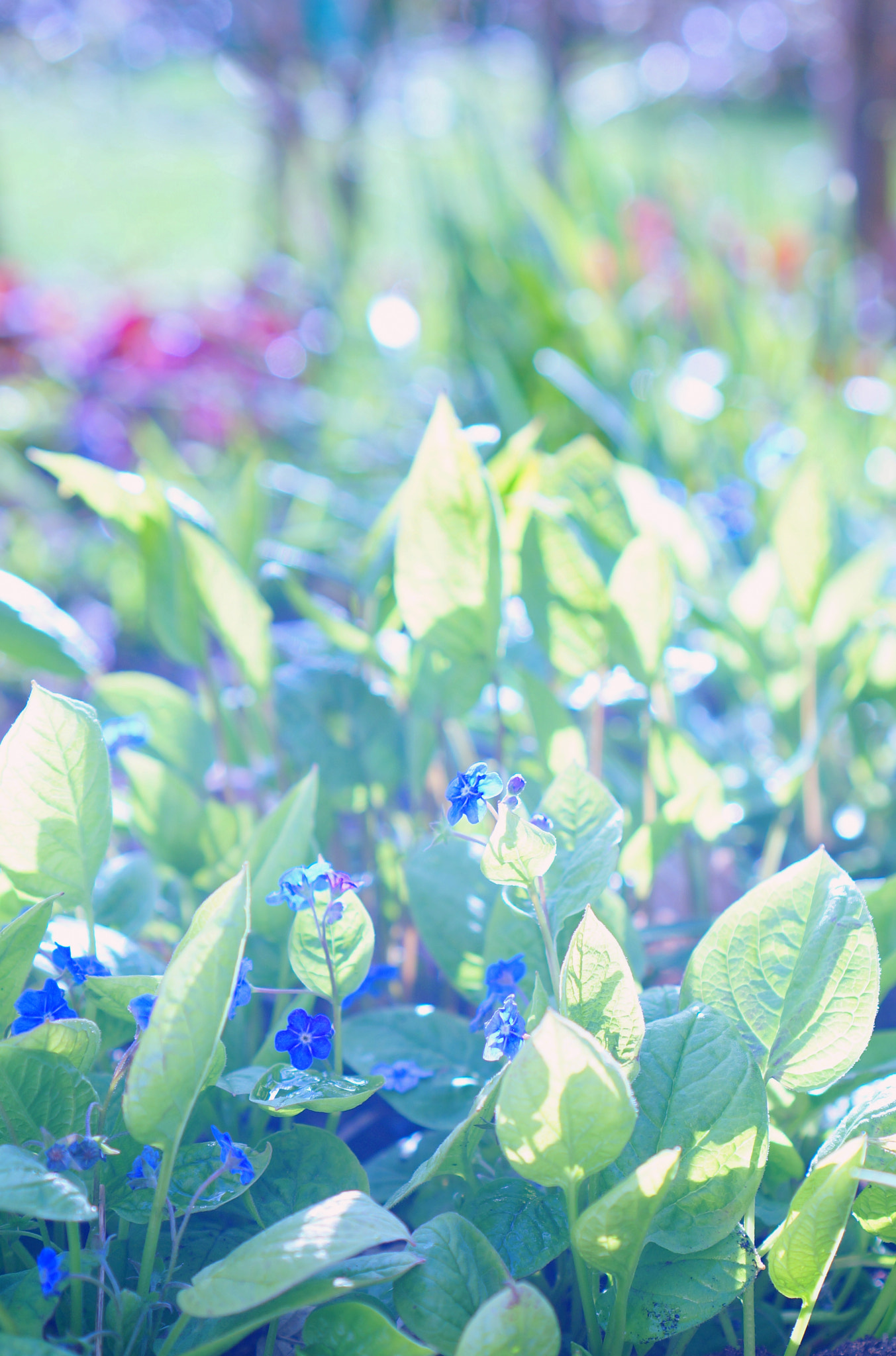 Sony Alpha NEX-5R + Sony E 35mm F1.8 OSS sample photo. My spring garden ii photography