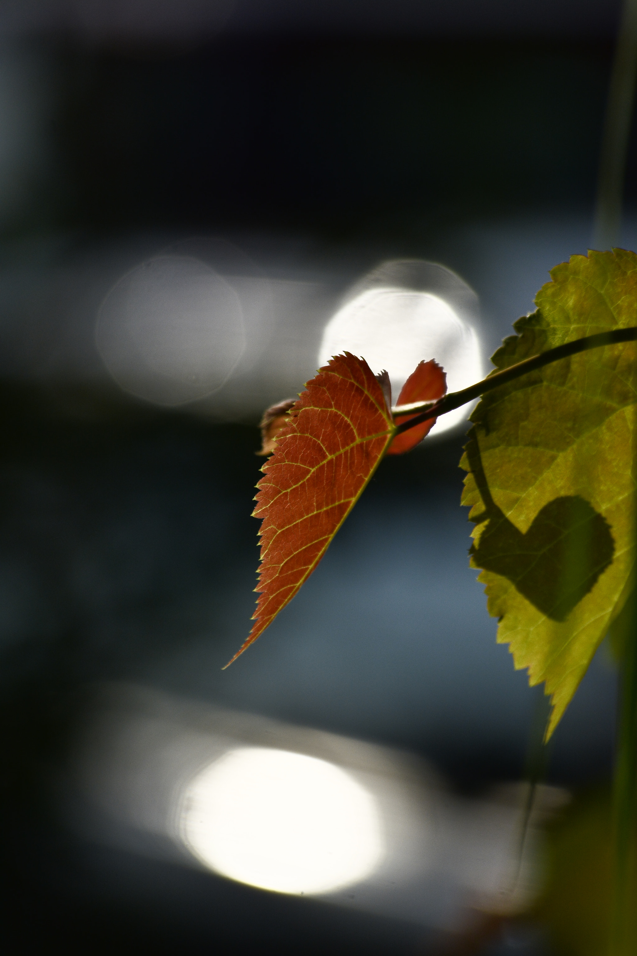 Nikon D7100 + Sigma 70-300mm F4-5.6 APO Macro Super II sample photo. _dsc0485.jpg photography