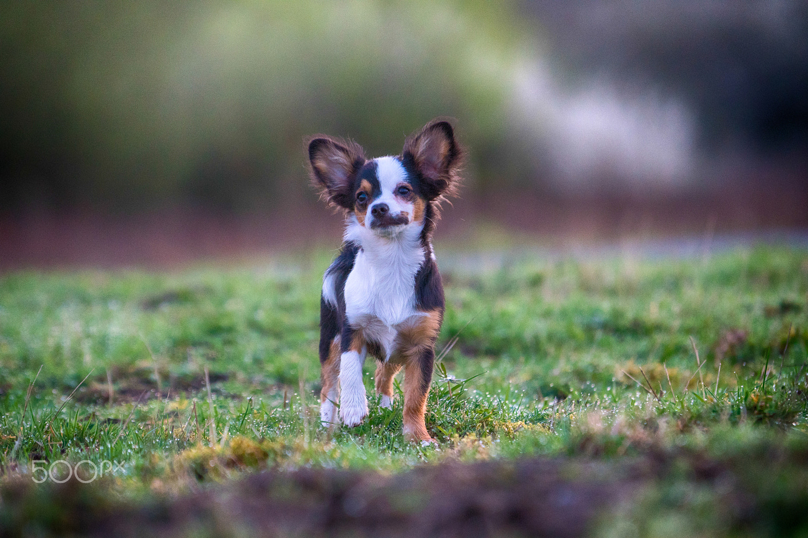 Sony a6300 + Sony FE 70-200mm F4 G OSS sample photo. Chico photography