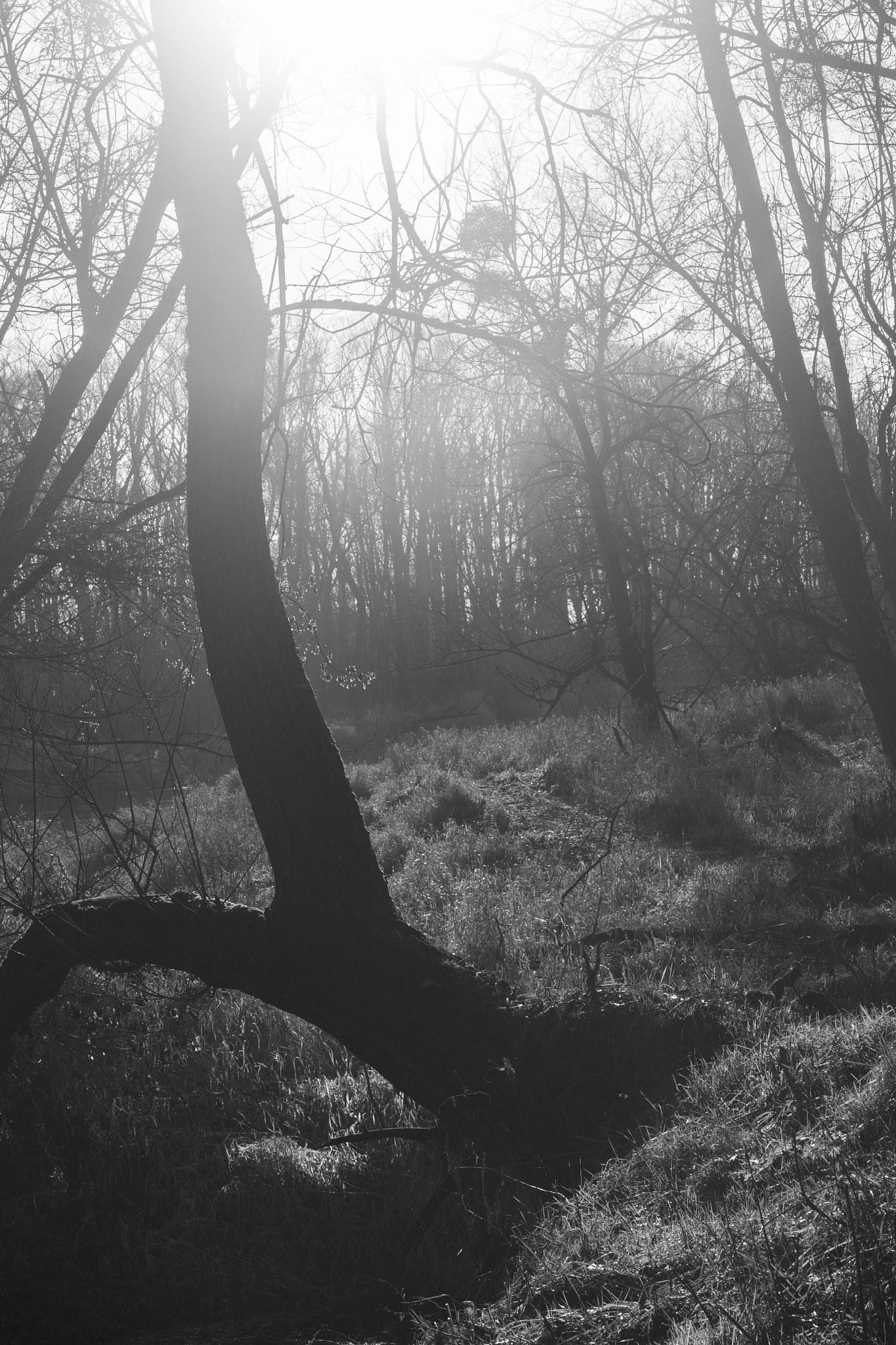 Canon EOS 700D (EOS Rebel T5i / EOS Kiss X7i) + Canon EF 50mm F1.4 USM sample photo. Slanted tree on the river bug photography