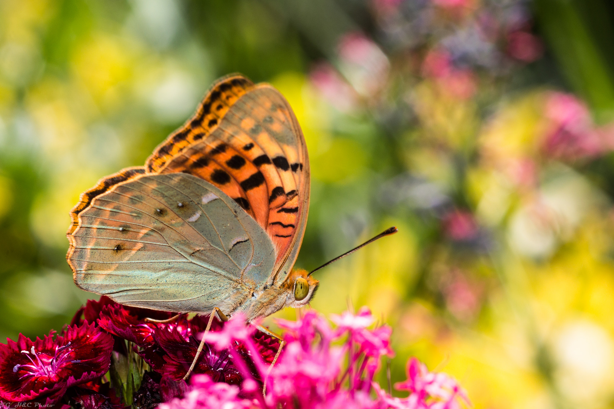 Canon EF 100mm F2.8 Macro USM sample photo. Sunbath photography