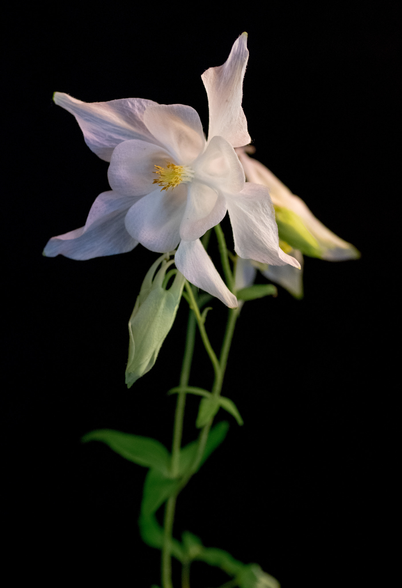 Pentax K-3 + smc PENTAX-FA Macro 50mm F2.8 sample photo. Columbine flower photography