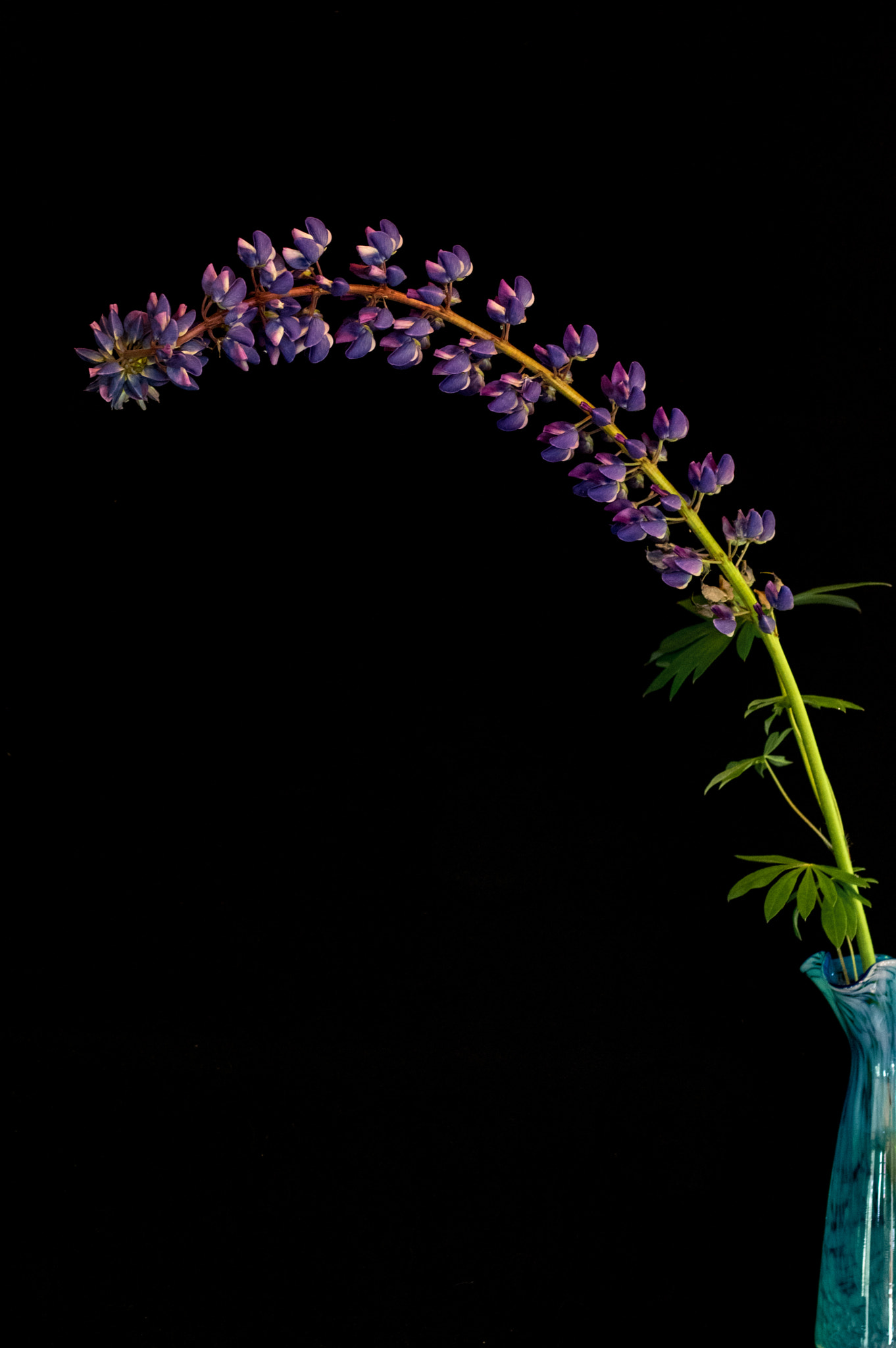 smc PENTAX-FA Macro 50mm F2.8 sample photo. Lupine photography