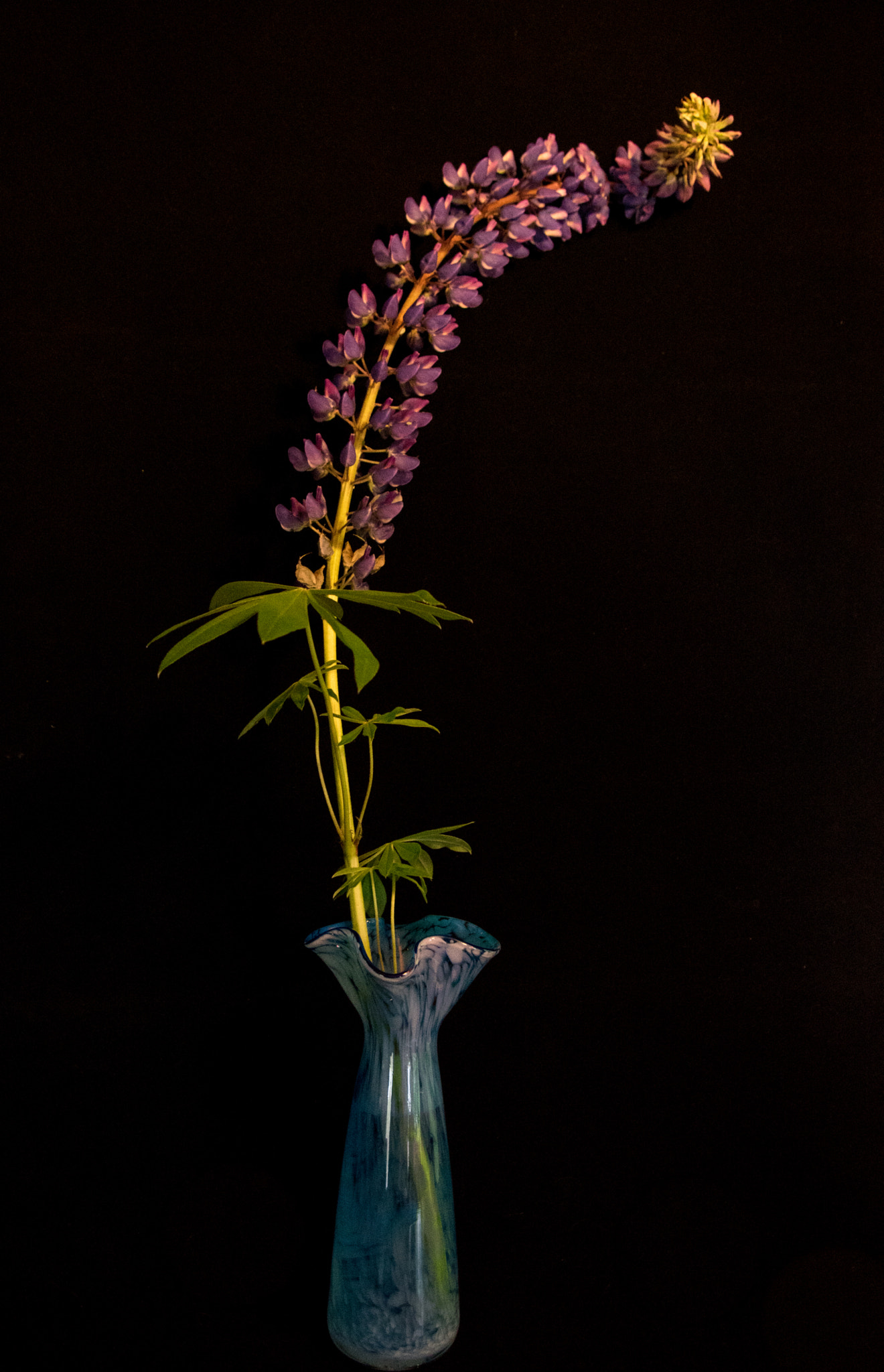 Pentax smc DA 18-55mm F3.5-5.6 AL sample photo. Lupine photography