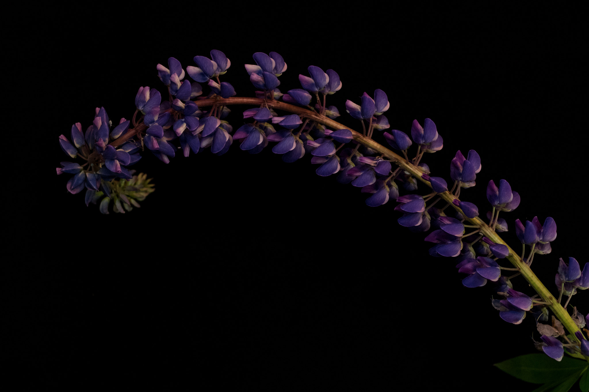 Pentax K-3 sample photo. Lupine curve photography