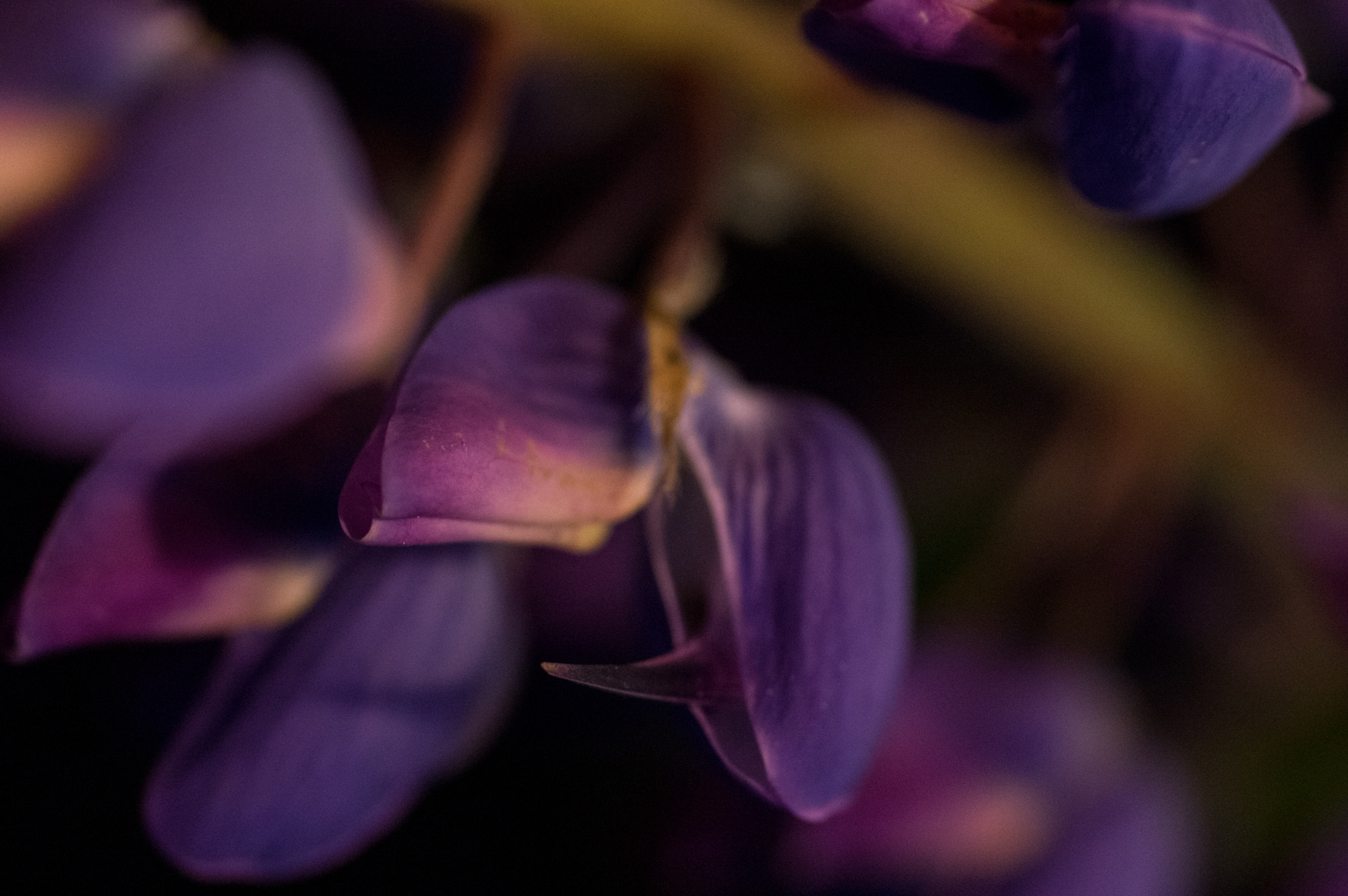 Pentax K-3 + smc PENTAX-FA Macro 50mm F2.8 sample photo. Thorn of a lupine photography