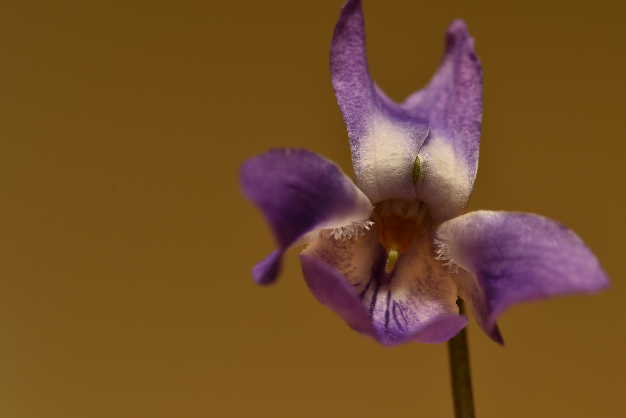 Sigma 105mm F2.8 EX DG OS HSM sample photo. Viola photography