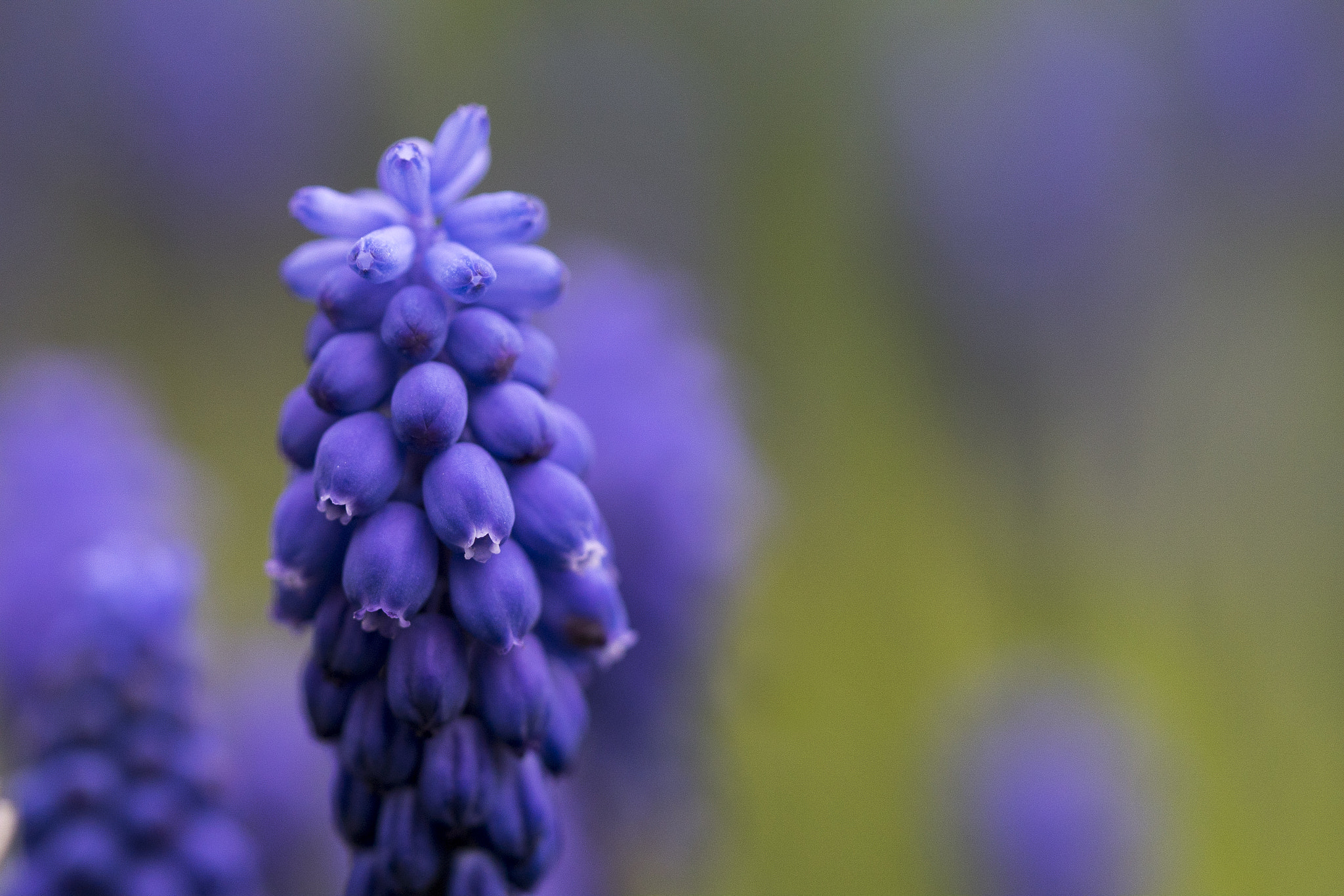 Sony ILCA-77M2 + 90mm F2.8 Macro SSM sample photo. Blossom beauty photography