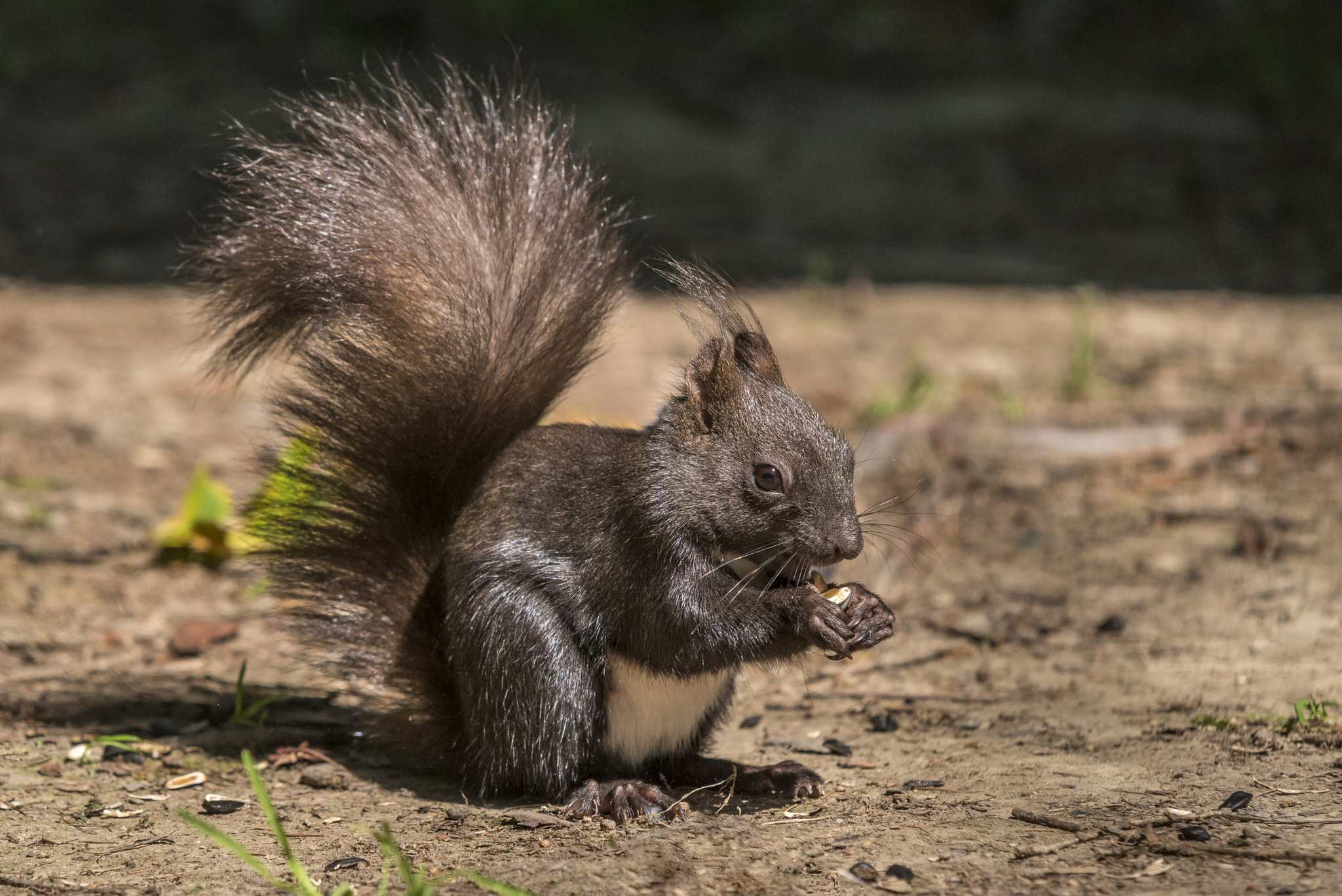 Sigma EX APO 100-300mm F4 IF sample photo. Black squirrel photography