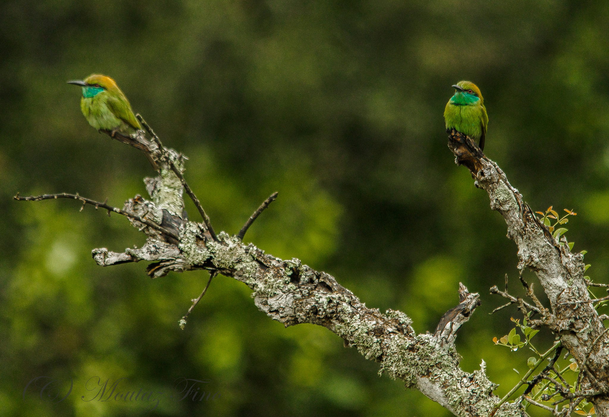 Sigma 150-500mm F5-6.3 DG OS HSM sample photo