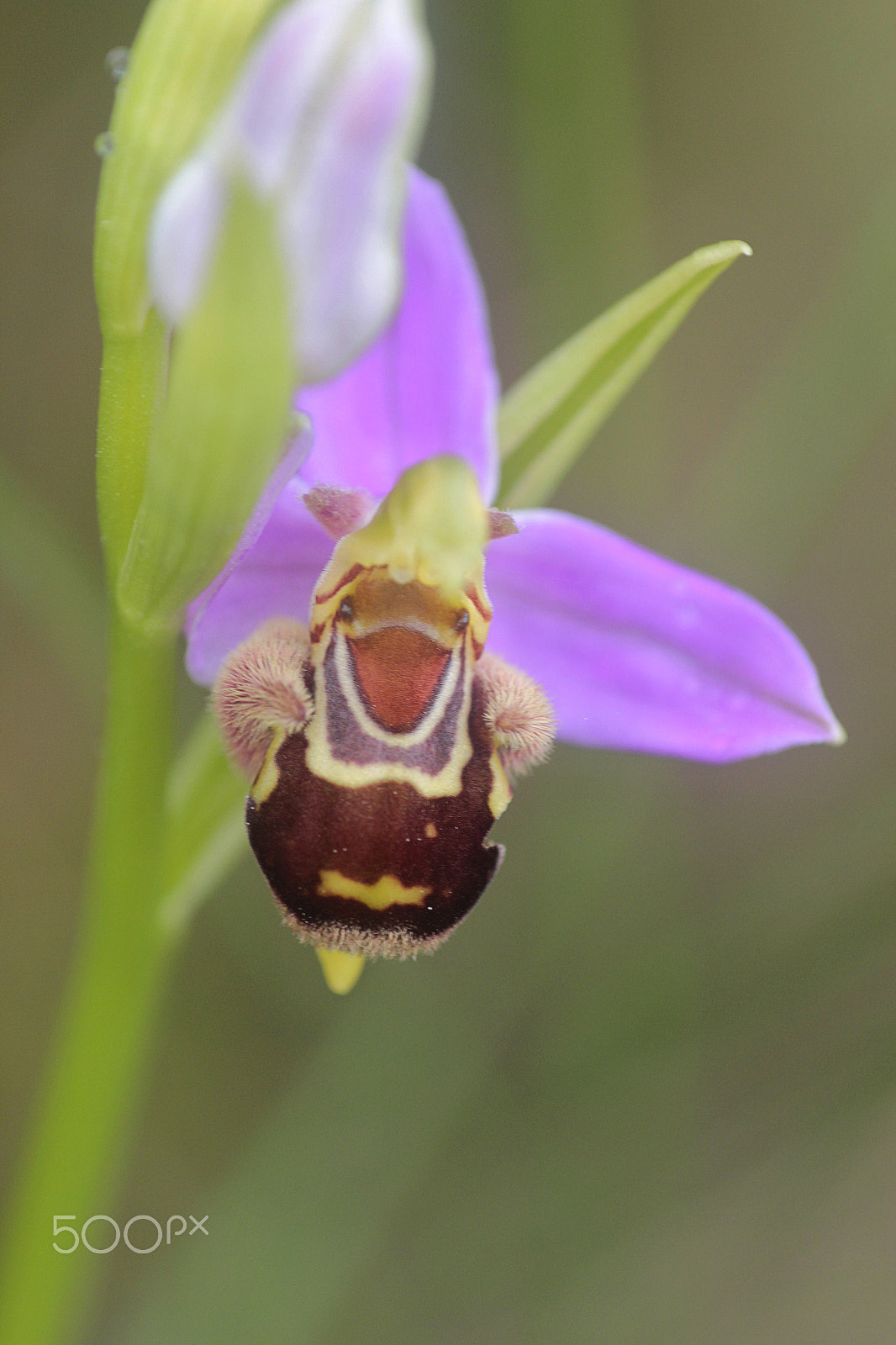 Canon EOS 550D (EOS Rebel T2i / EOS Kiss X4) + Canon EF 100mm F2.8 Macro USM sample photo. Ophrys apifera photography