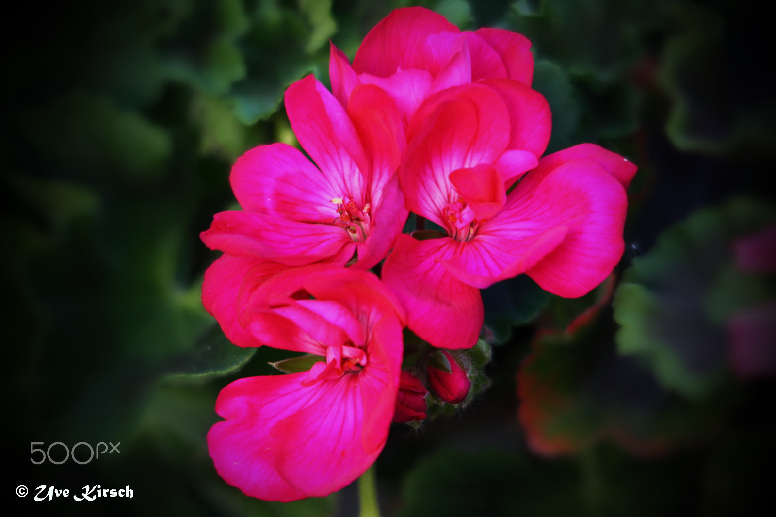 Sigma 150-500mm F5-6.3 DG OS HSM sample photo. Pink pelargonie photography
