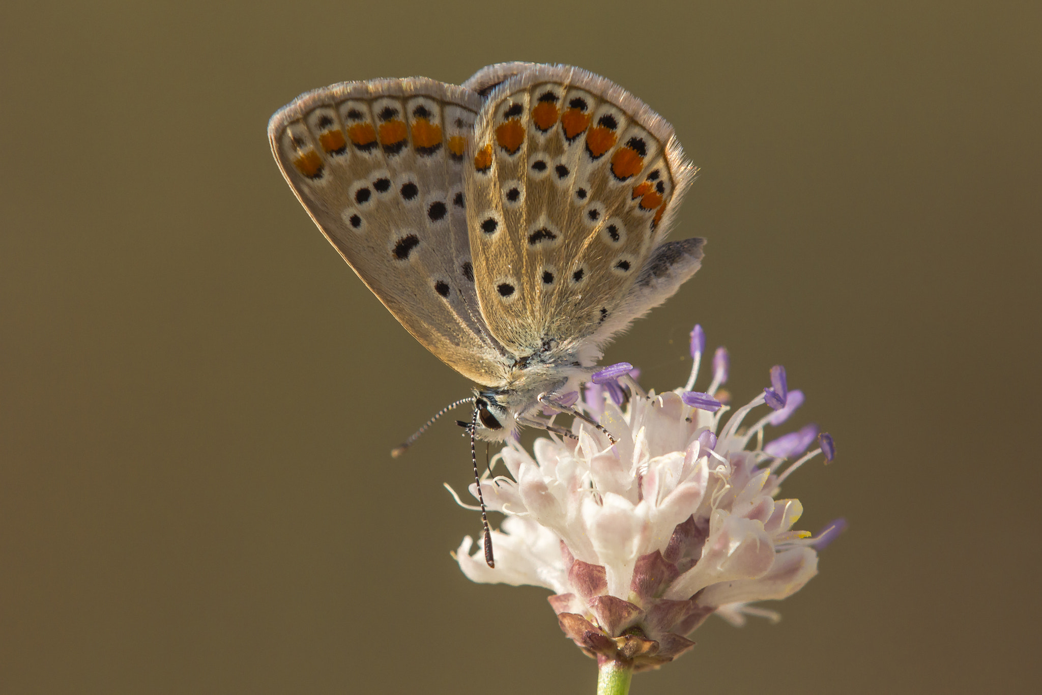 Tamron SP AF 180mm F3.5 Di LD (IF) Macro sample photo. Common blue photography