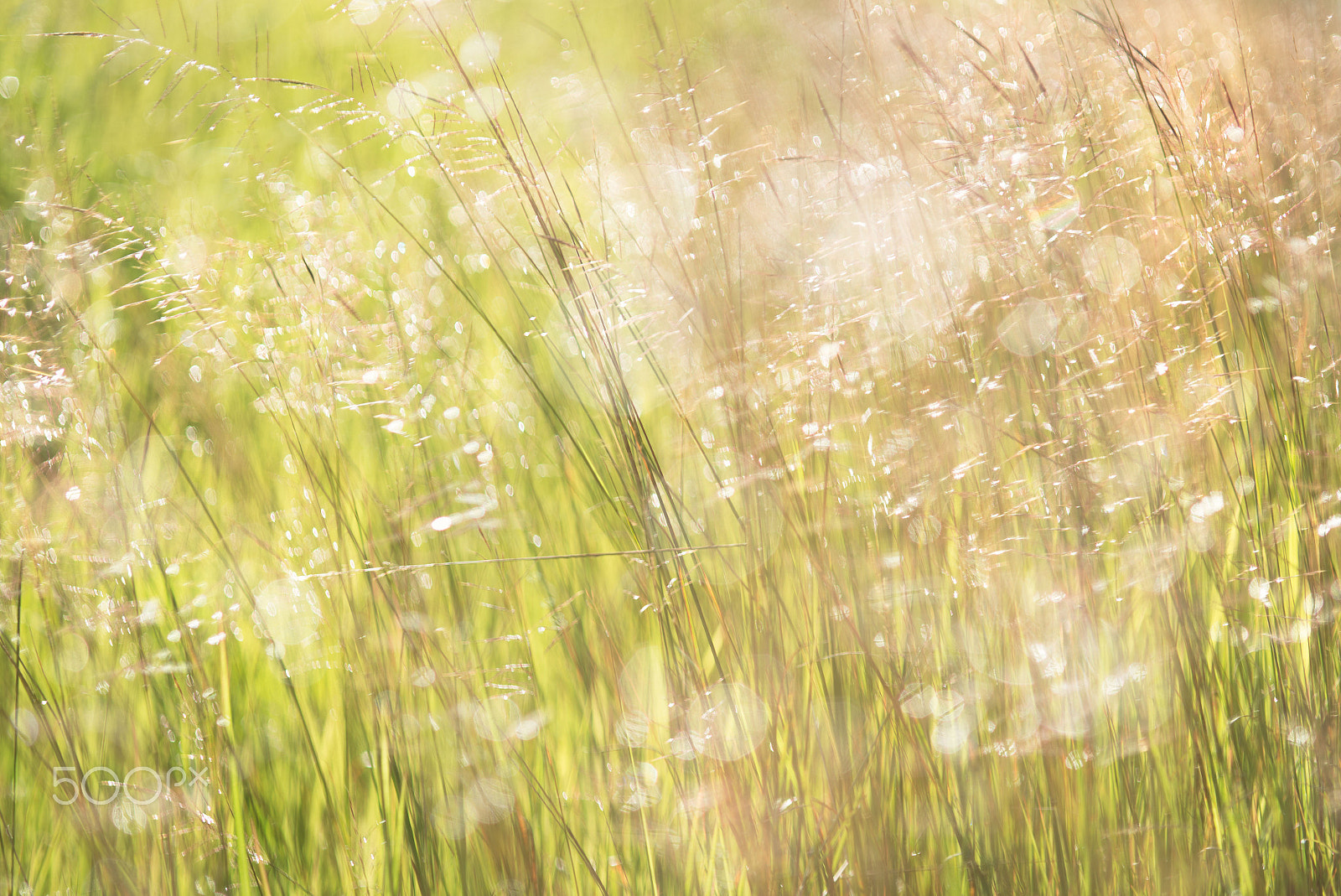 Nikon D600 + AF Micro-Nikkor 105mm f/2.8 sample photo. Morning photography