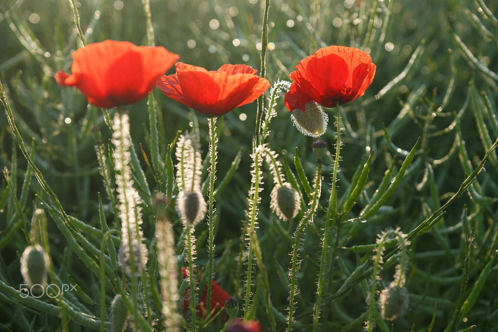 Sony Alpha DSLR-A290 + Sony DT 16-50mm F2.8 SSM sample photo. Morning has broken -poppies awaken - photography
