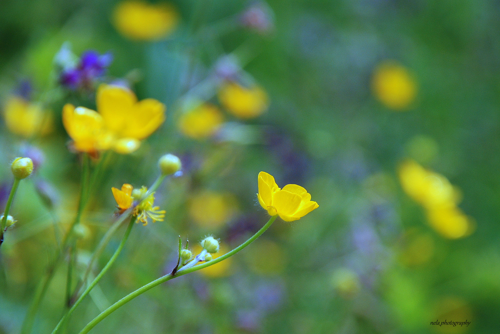 Nikon D80 + Sigma 18-200mm F3.5-6.3 DC sample photo. Fresh photography