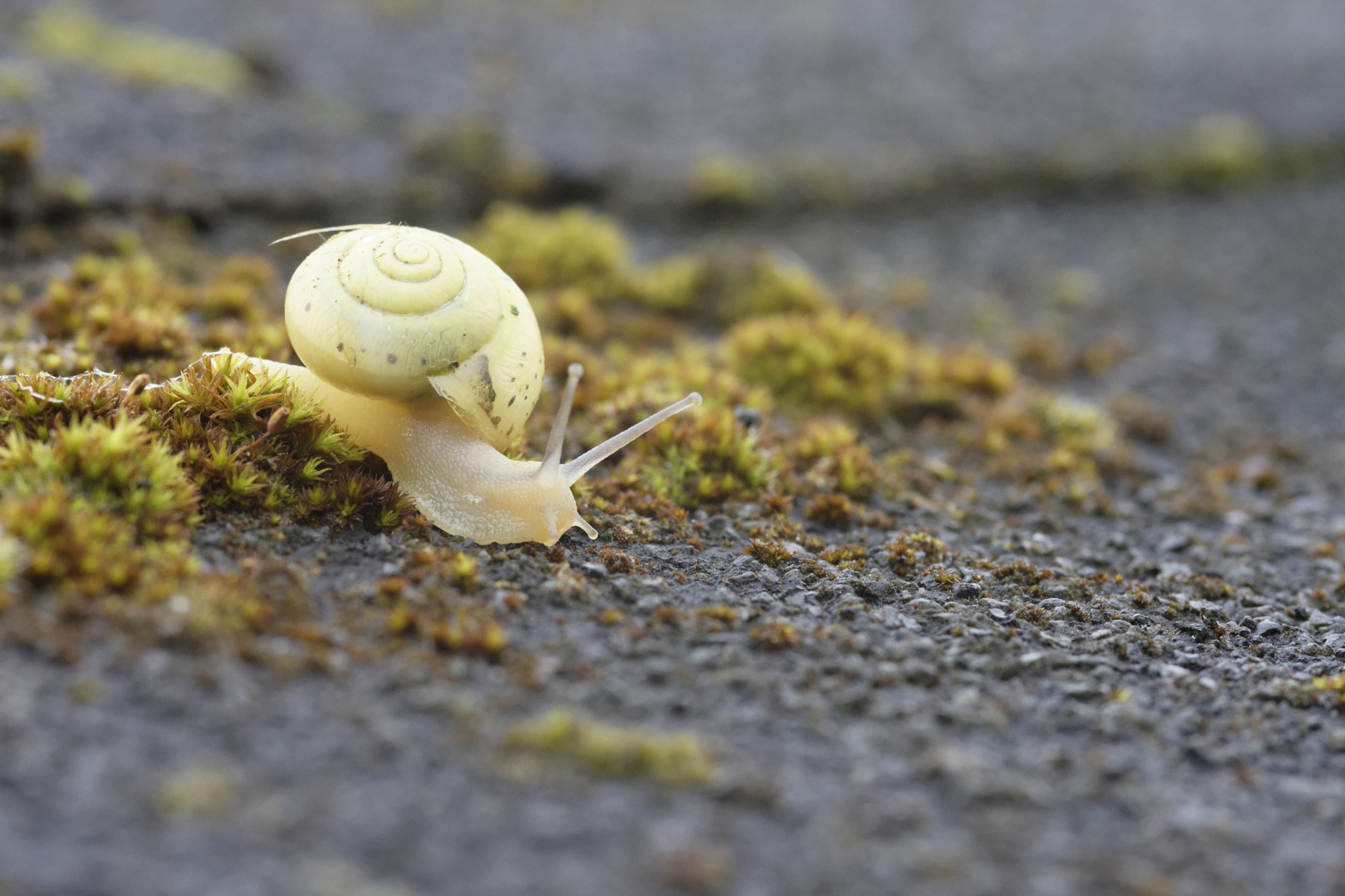 Nikon D7200 + Sigma 105mm F2.8 EX DG Macro sample photo. Escargot en promenade - walking snail - malonne (be) photography