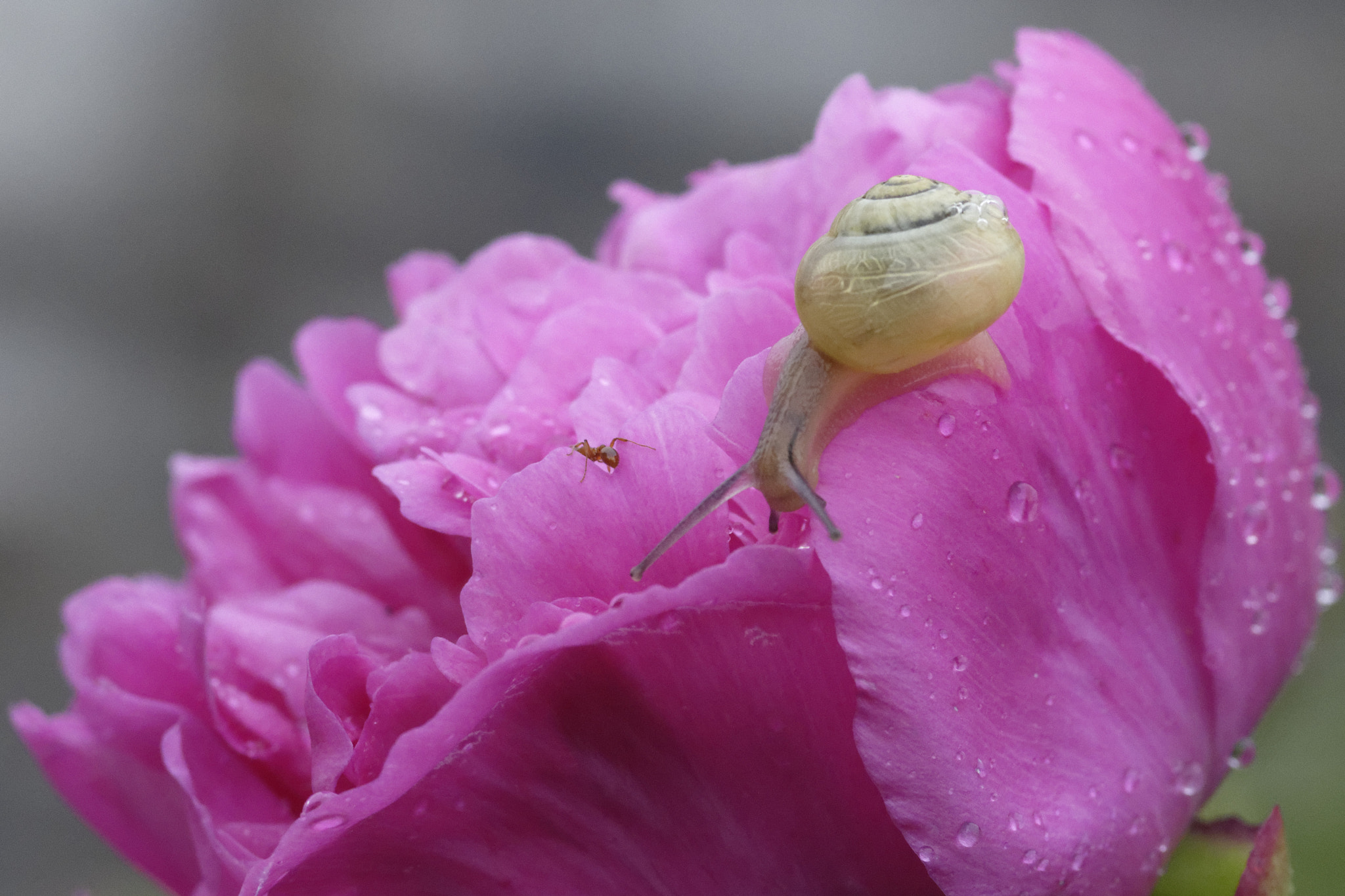 Nikon D7200 + Sigma 105mm F2.8 EX DG Macro sample photo. Escargot sur pivoine - snail on peony - malonne (be) photography