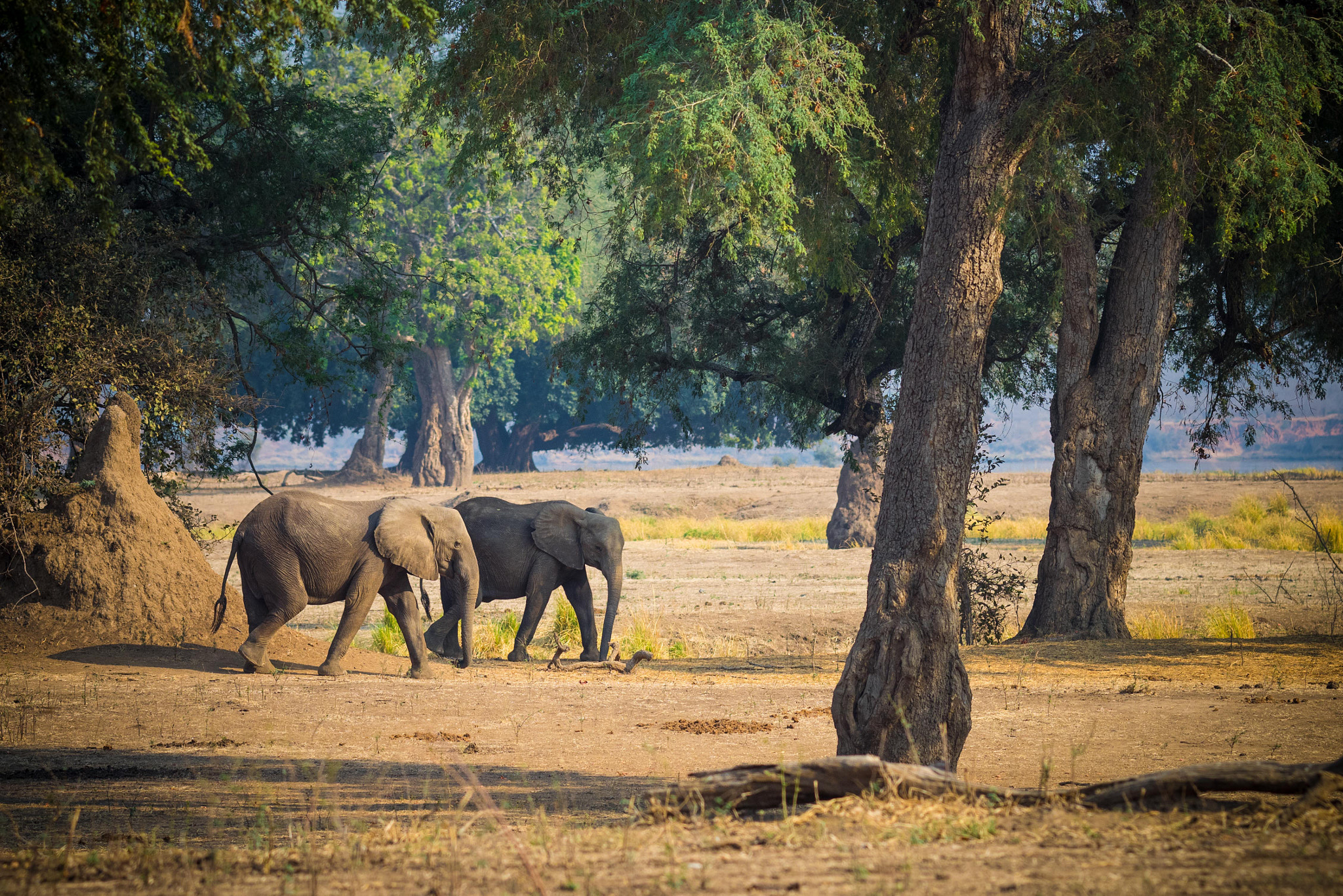 Olympus Zuiko Digital ED 150mm F2.0 sample photo. Elephants amongst the trees photography