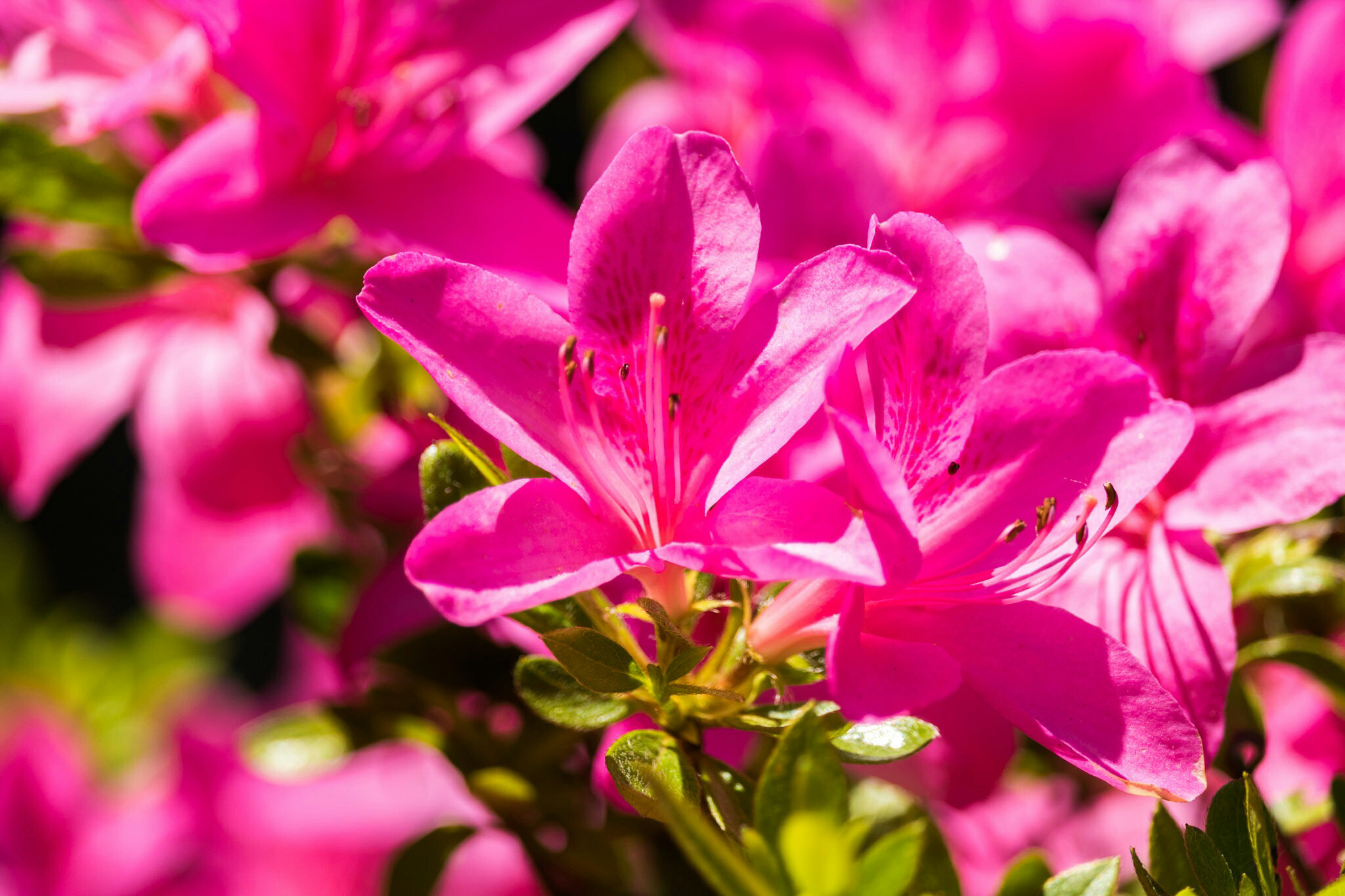 Canon EF-S 55-250mm F4-5.6 IS STM sample photo. Super pink photography