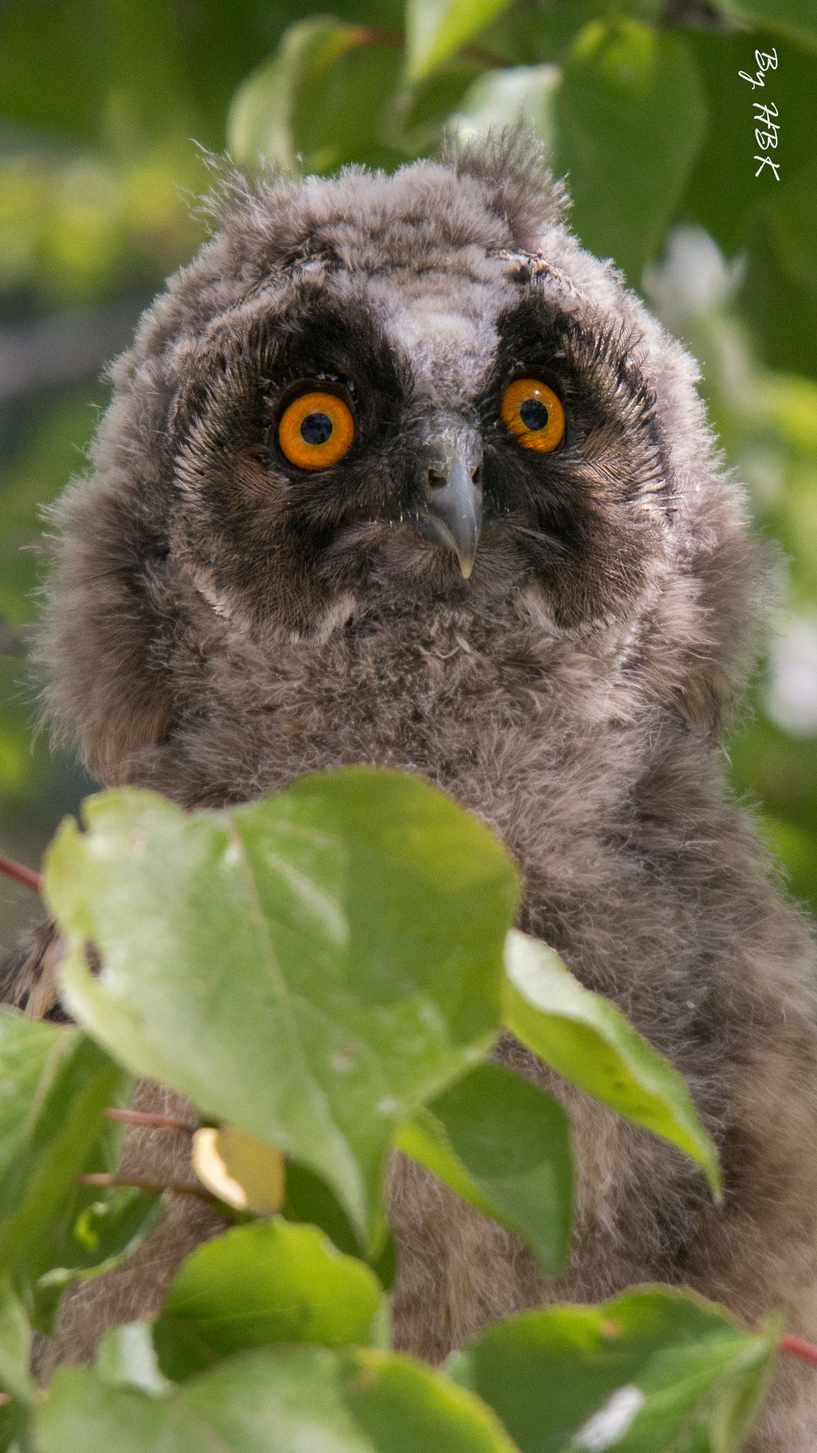 Samsung NX300 + Samsung NX 50-200mm F4-5.6 ED OIS sample photo. The little owl looks us photography