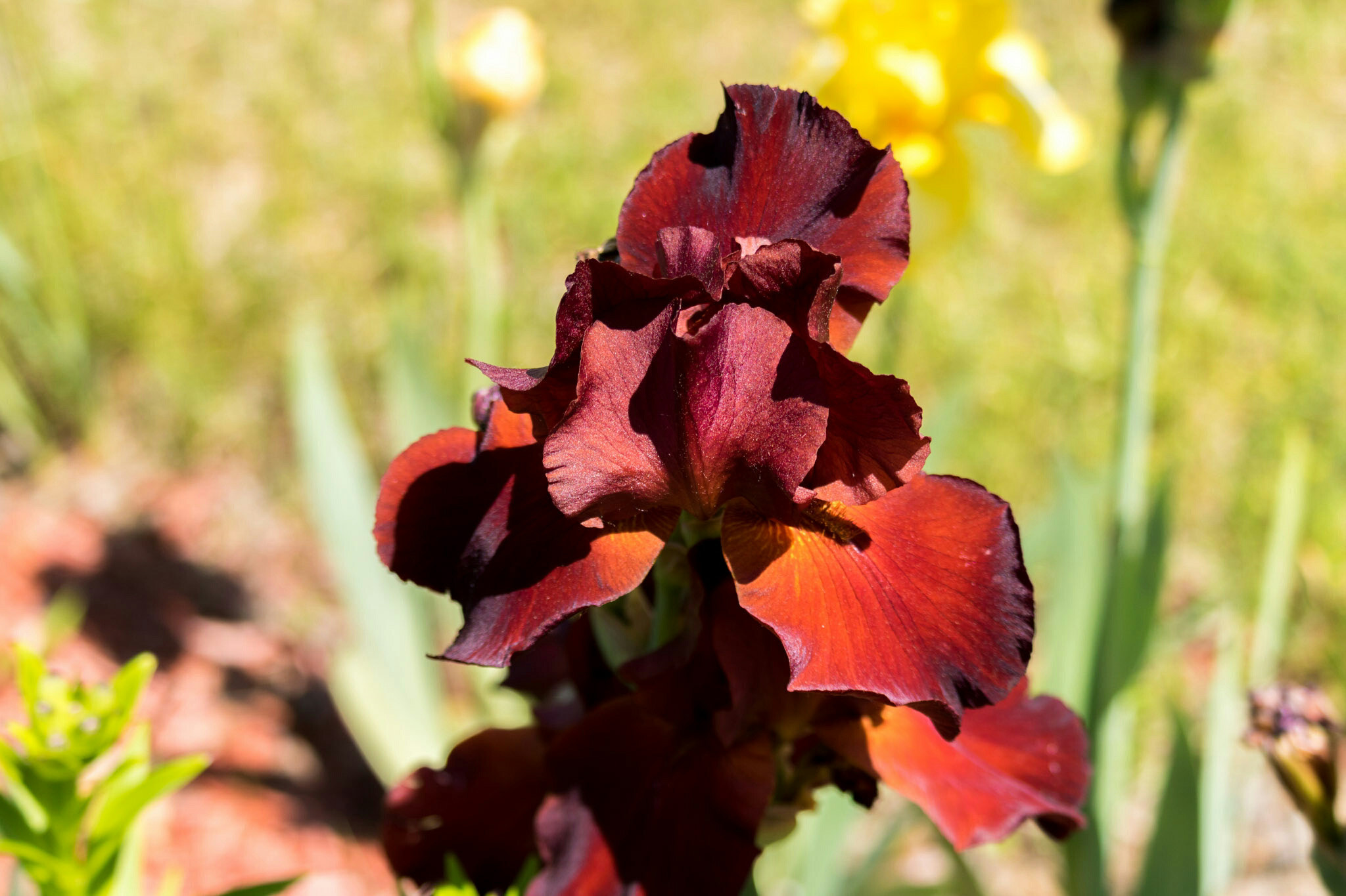 Canon EF-S 55-250mm F4-5.6 IS STM sample photo. Iris iii  photography