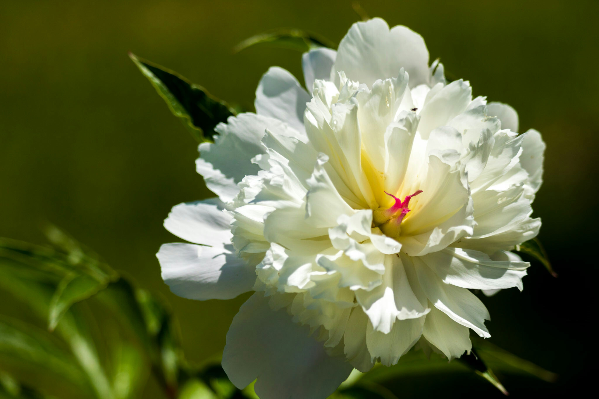 Canon EF-S 55-250mm F4-5.6 IS STM sample photo. Roadside bloom  photography