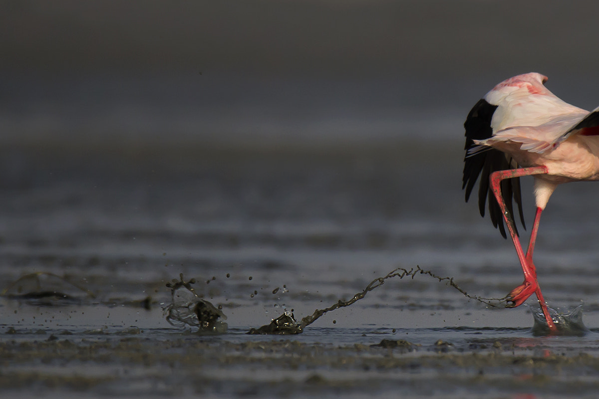 150-600mm F5-6.3 DG OS HSM | Sports 014 sample photo. Lesser flamingo photography