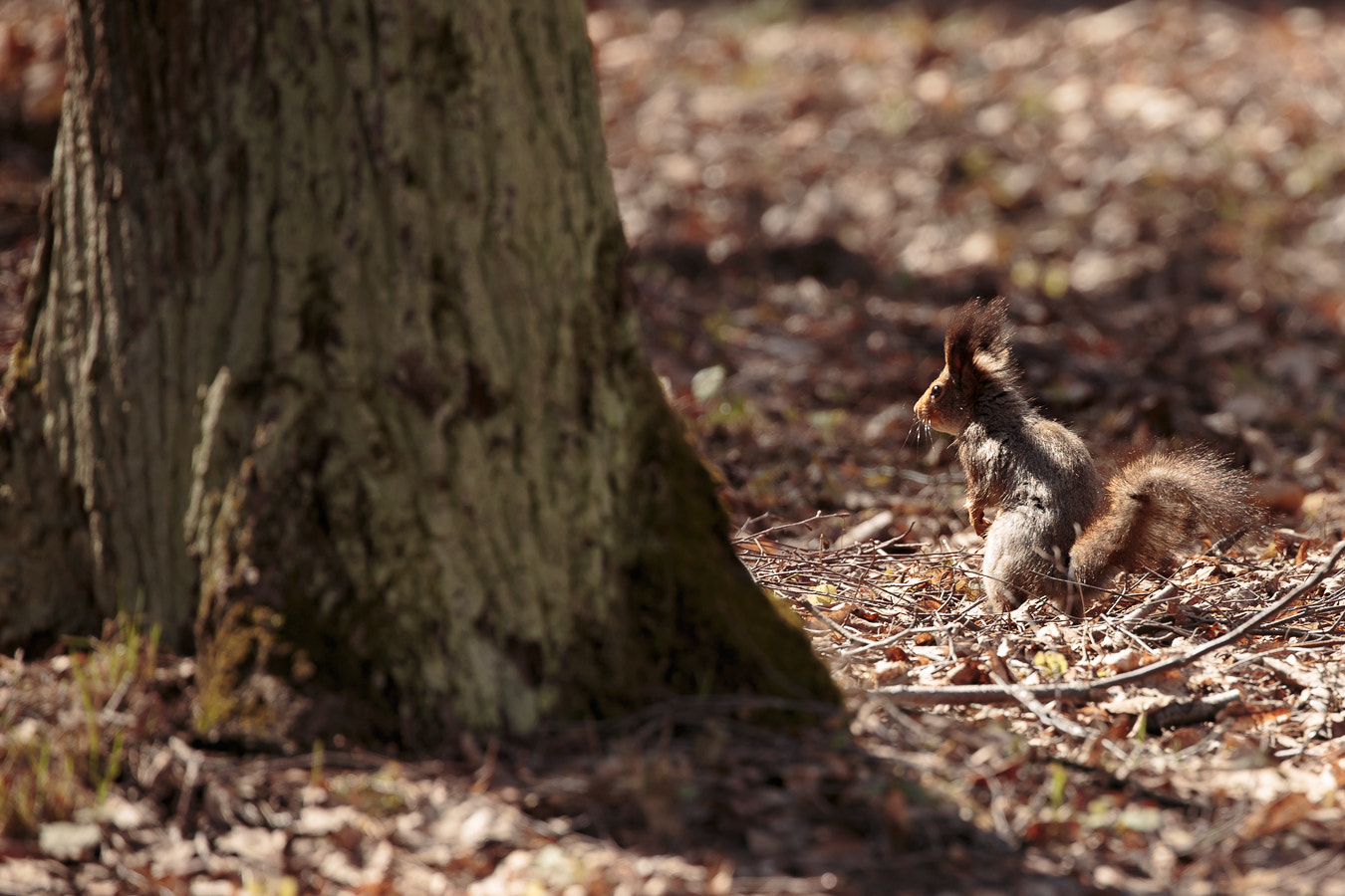 Canon EF 100-400mm F4.5-5.6L IS II USM sample photo