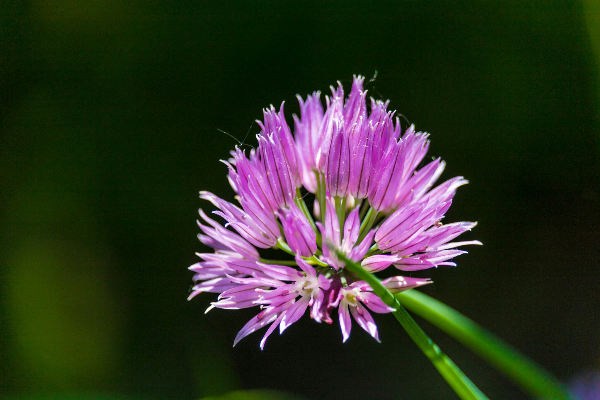 Canon EF-S 55-250mm F4-5.6 IS STM sample photo. By the deck  photography