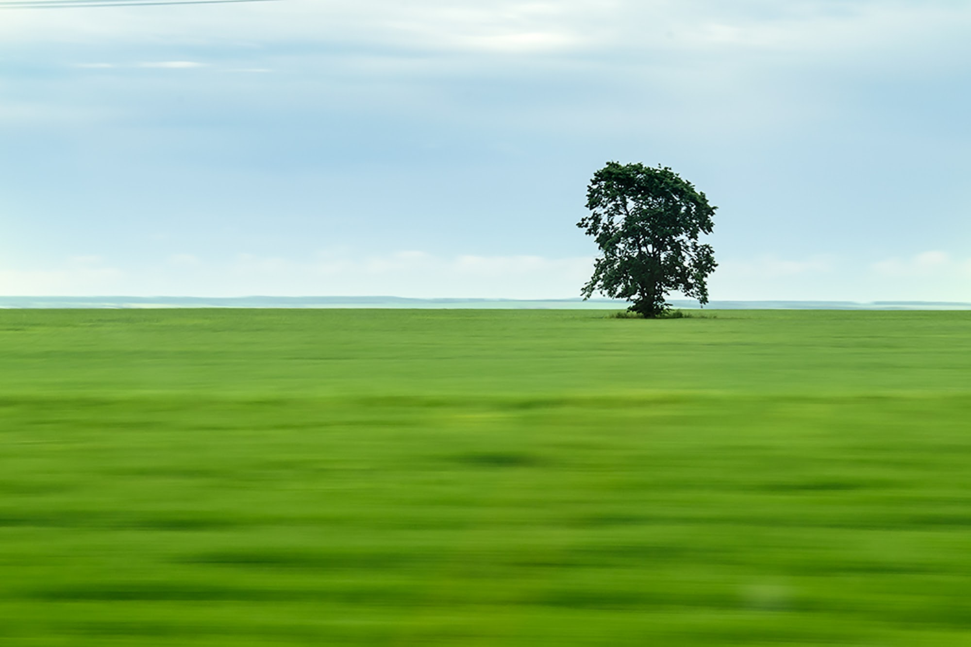 Nikon AF-S Nikkor 24-70mm F2.8G ED sample photo. Дерево в поле photography