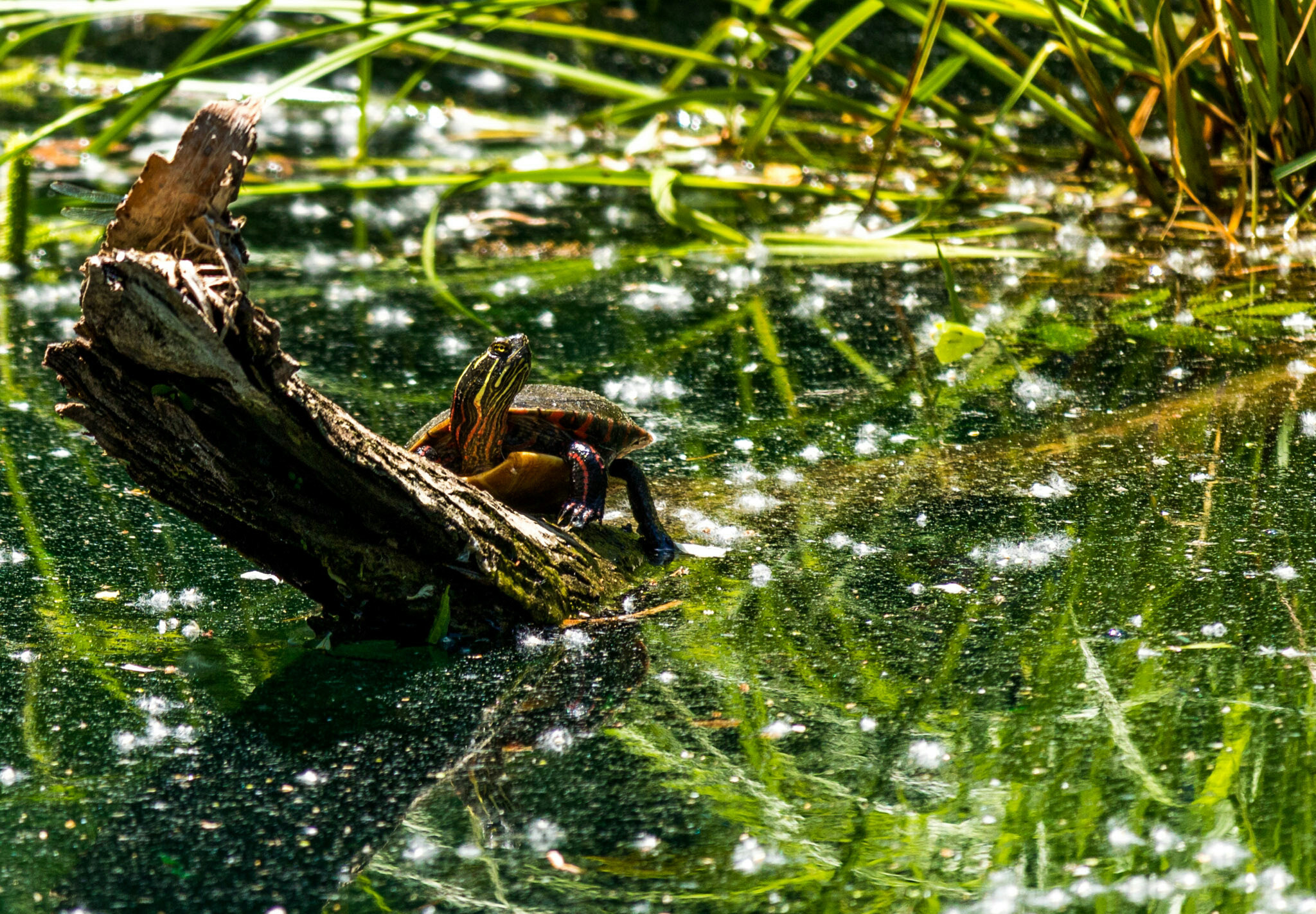 Canon EF-S 55-250mm F4-5.6 IS STM sample photo. Turtle on log i photography